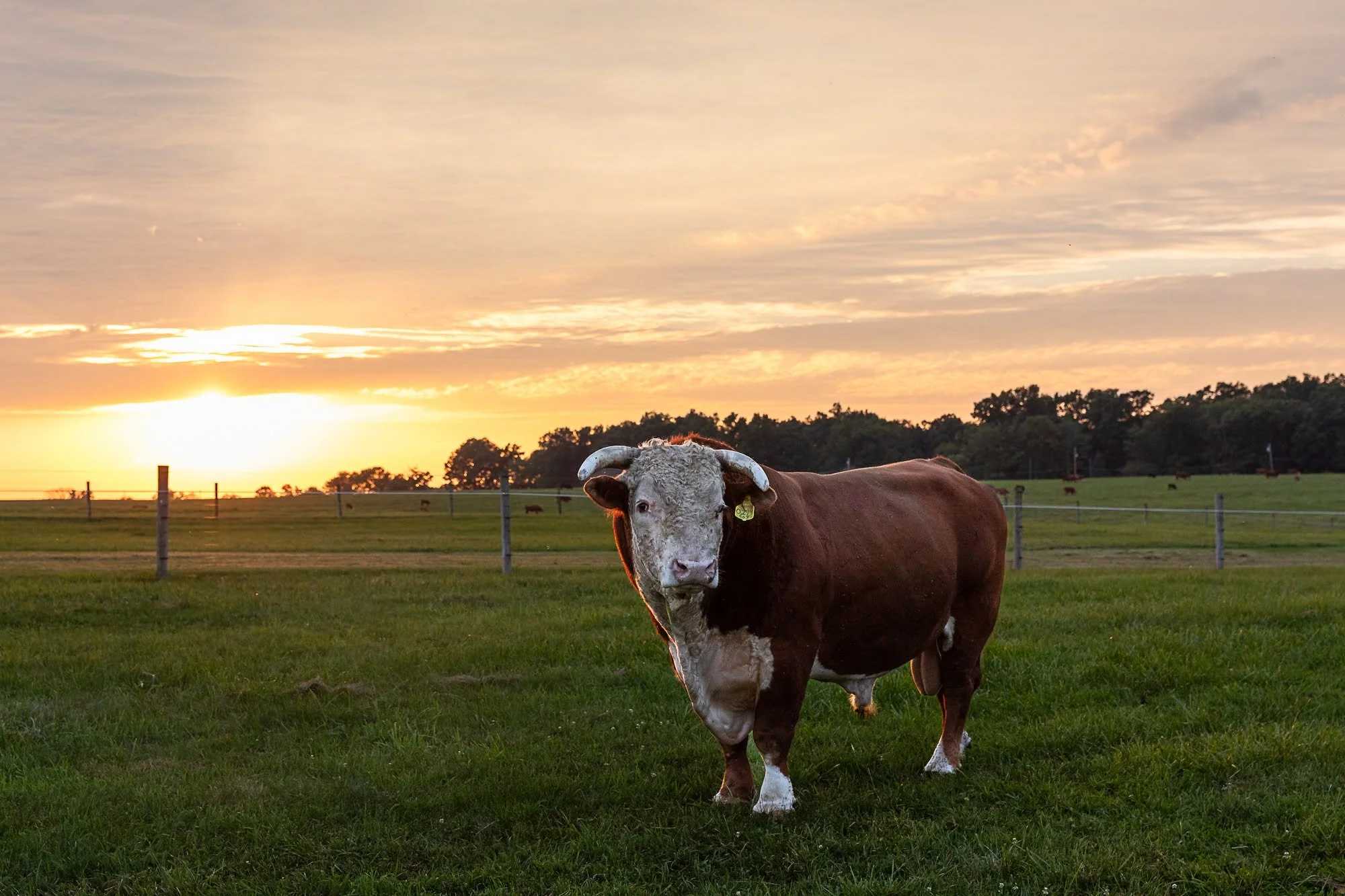 A bull standing in a grassy field with a sunset in the background.