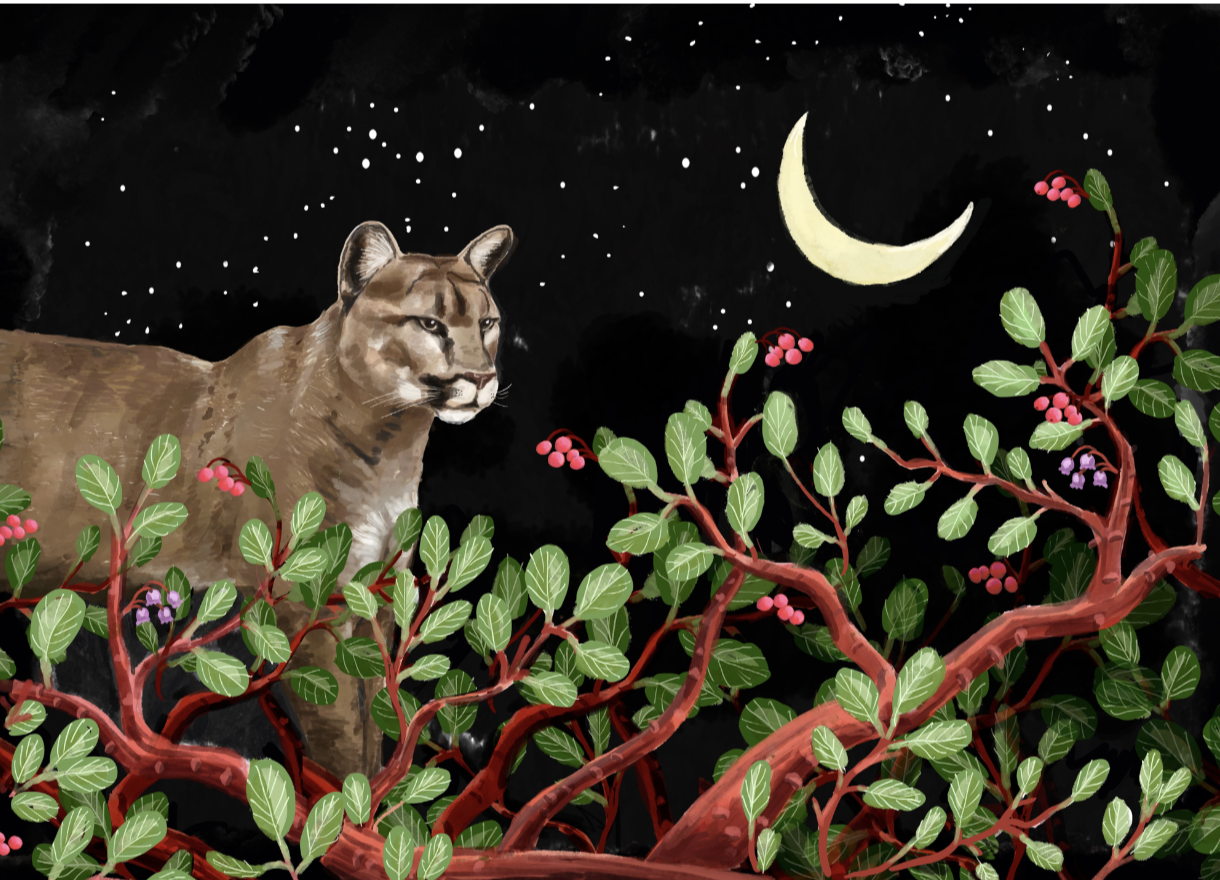 mountain lion .png
