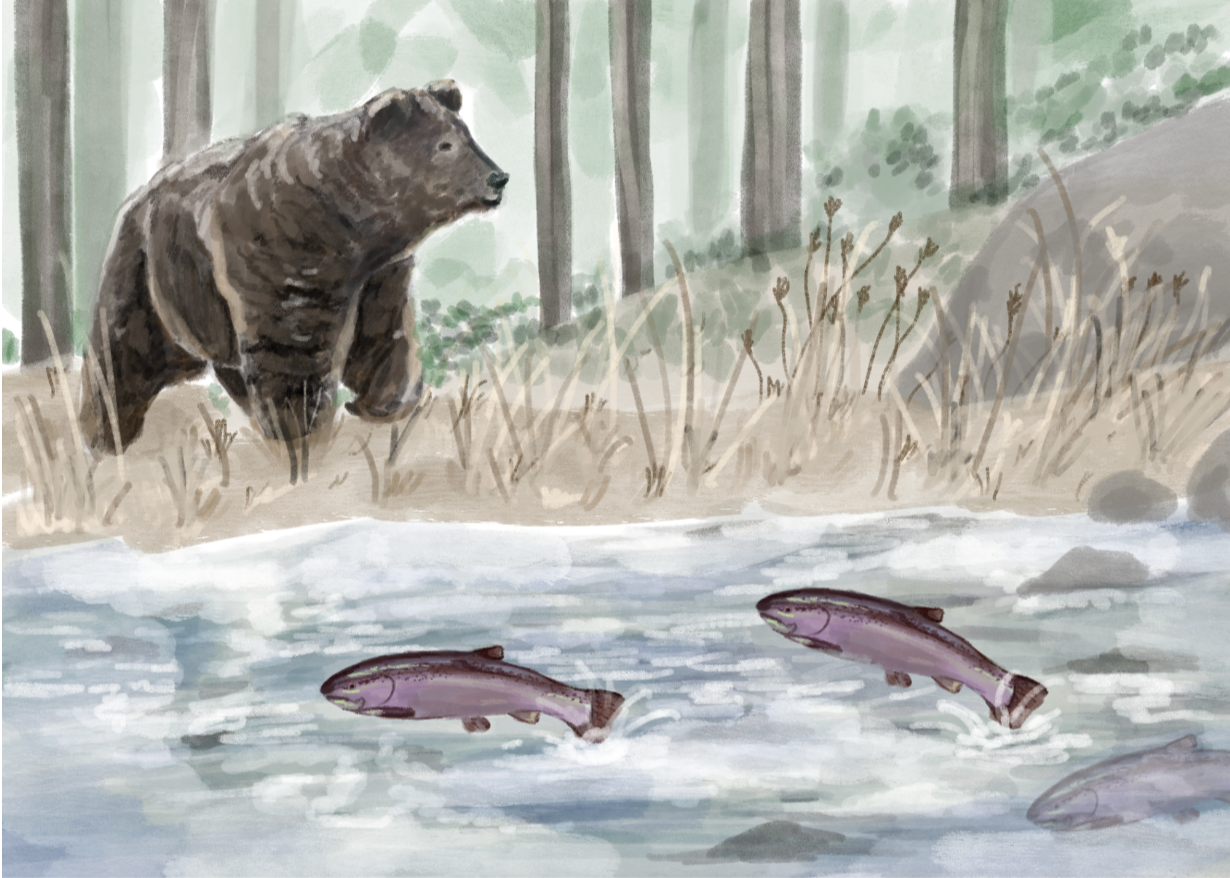 bear.png