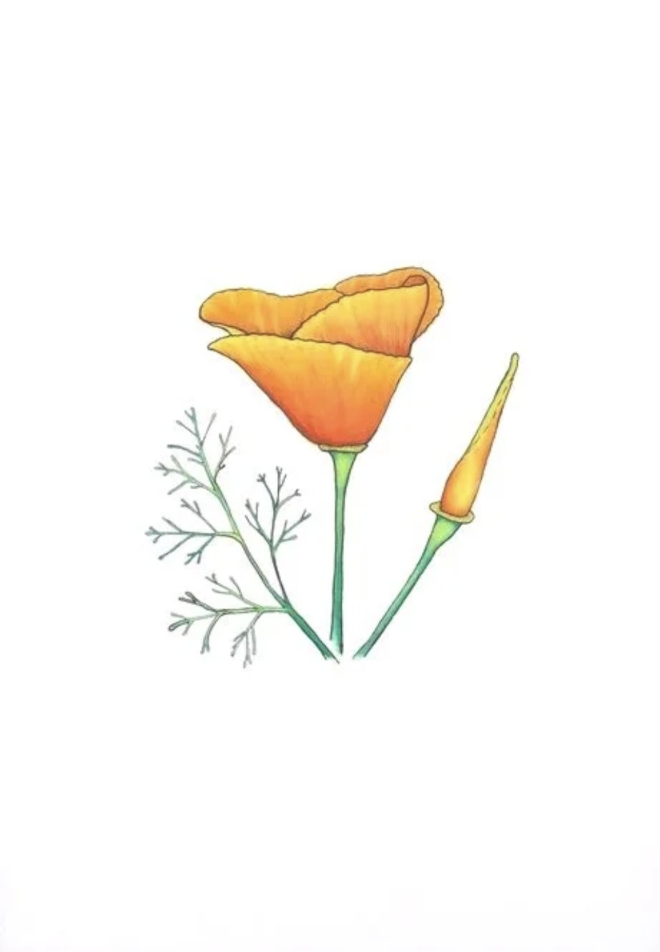 poppy.png