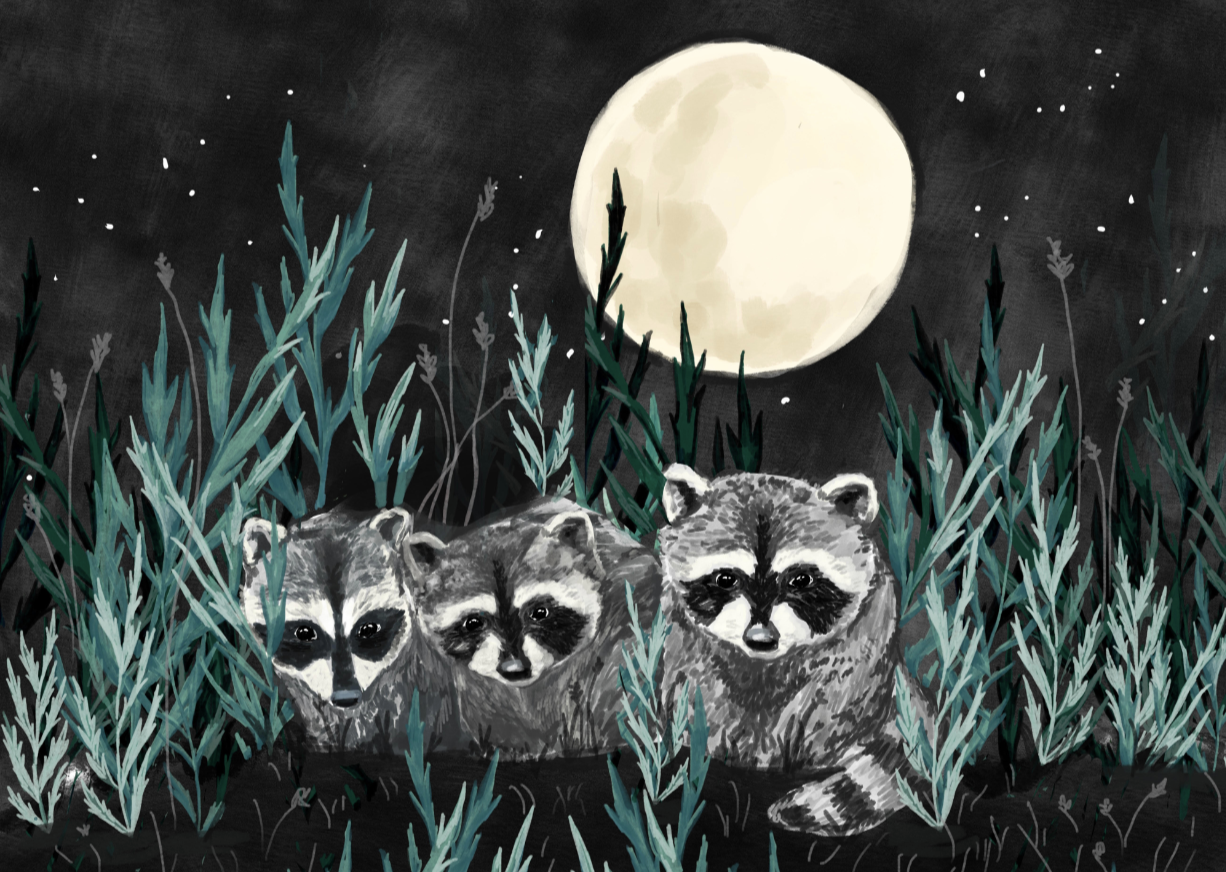 racoon.png