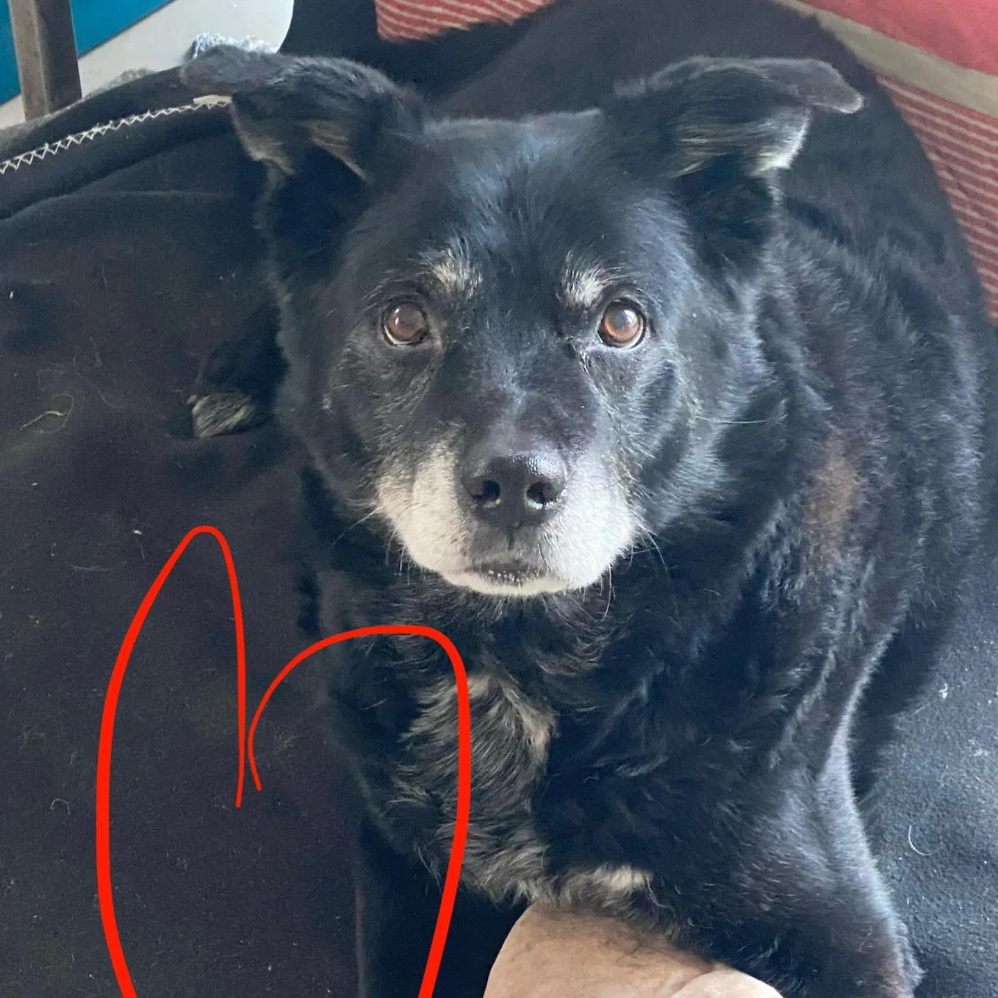 Rocky . my studio muse is ready for a days work . I suspect though he much rather is looking for a trip to the woods ;)
.
.
.
.
#tinahjelm #tinahjelmam