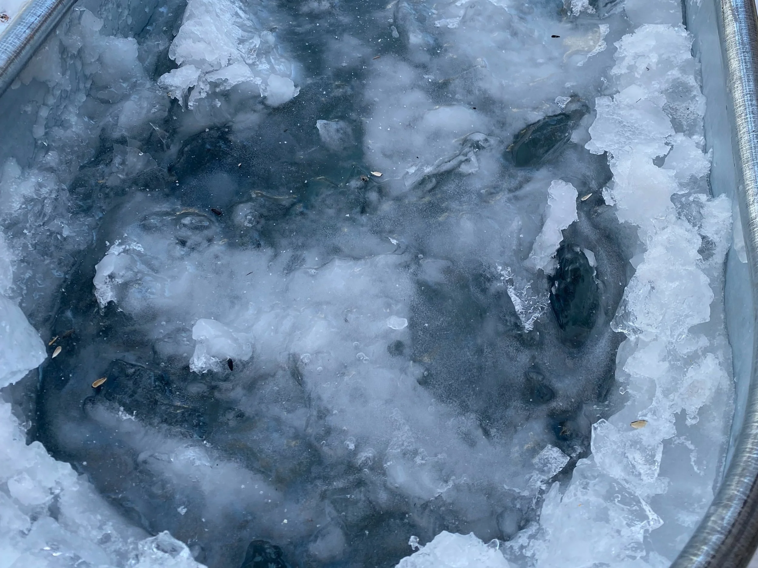 Close-up of icy cold plunge tub at Nordic on Nine Scandinavian spa in New Windsor NY