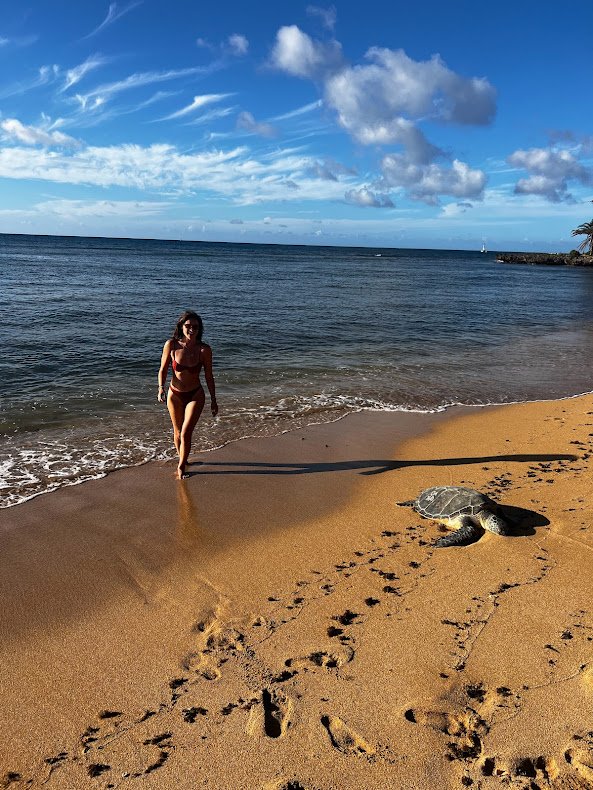 hawaii nae turtle.jpg