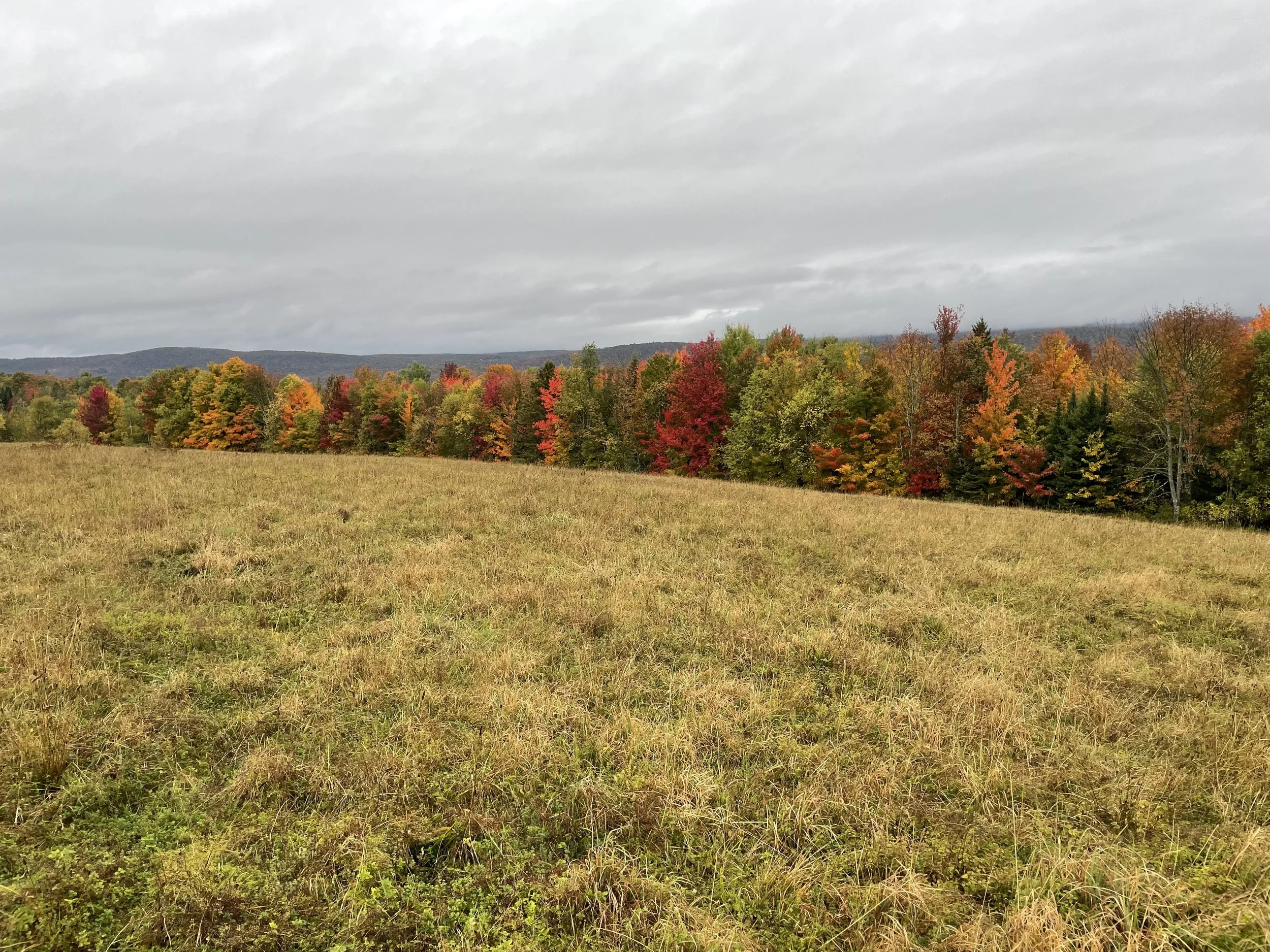 Autumn trees in Northern Vermont, photo taken by Audrey Kiely, couples and individual therapist