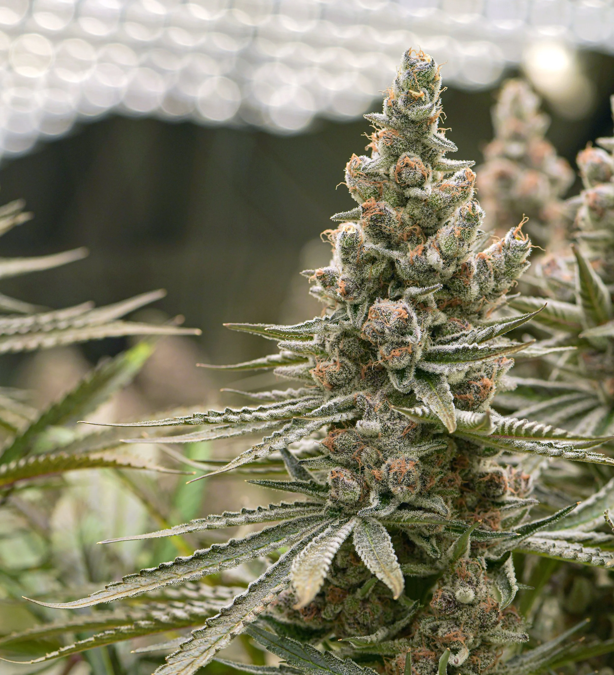 Portland's best oz deal