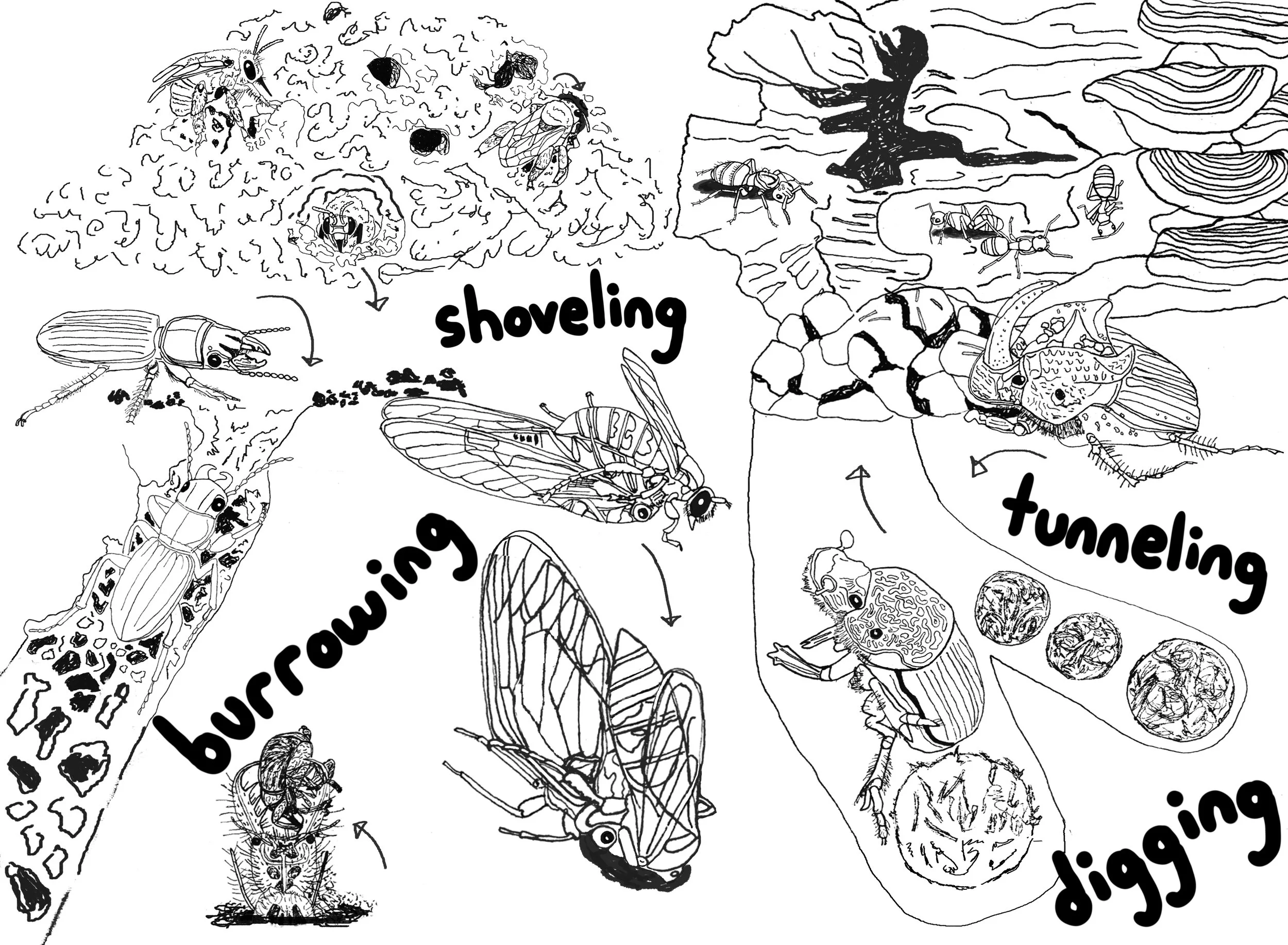 burrow.jpg
