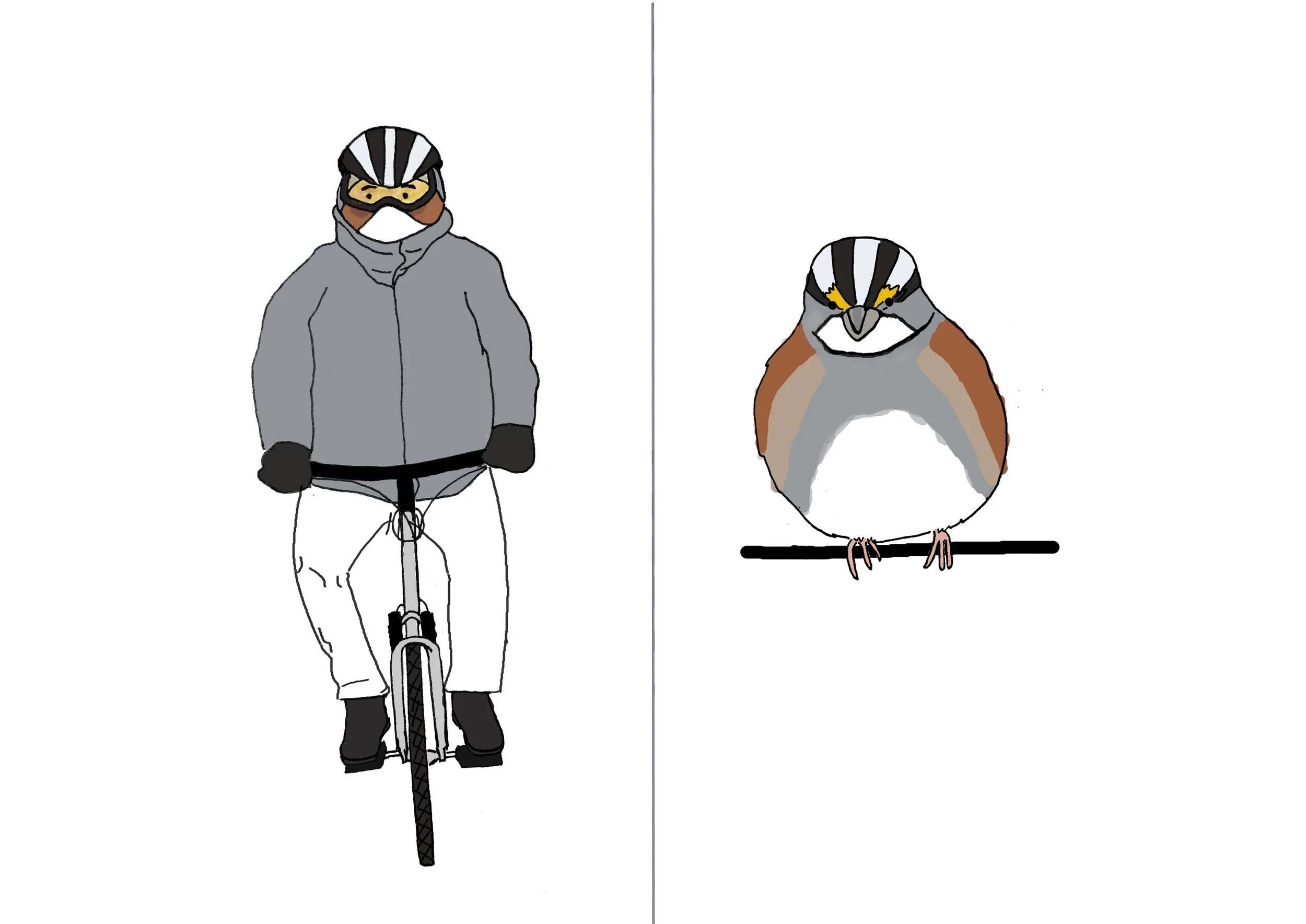 white-throated sparrow