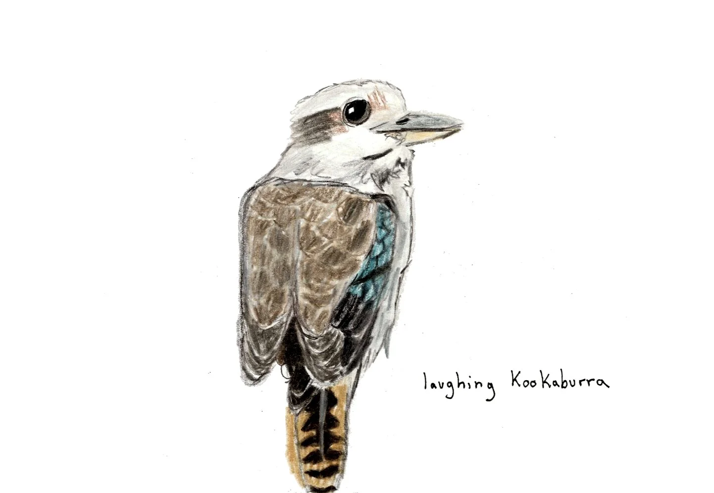 scan of colored pencil on paper