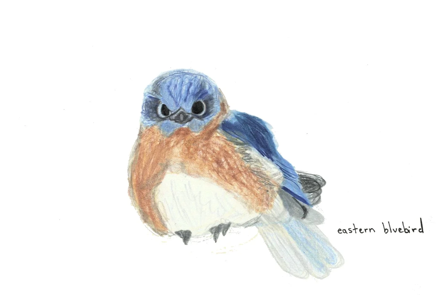 scan of colored pencil on paper