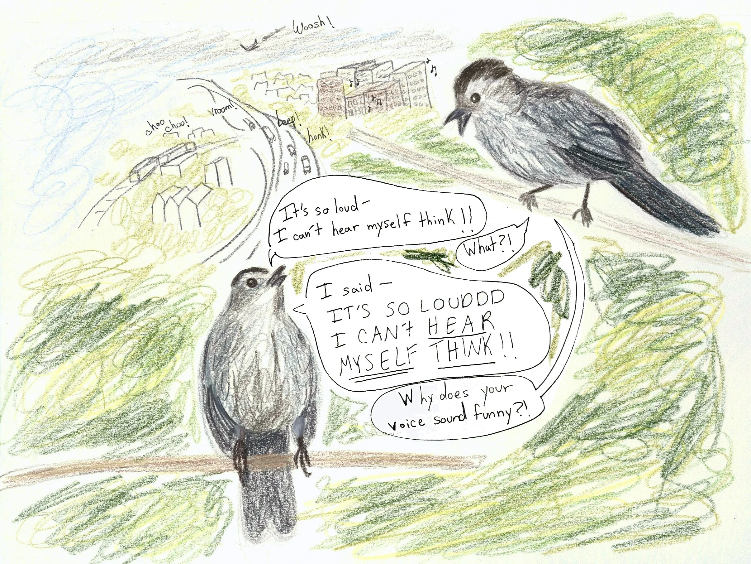 Due to anthropogenic changes like noise pollution, animals like these Grey Catbirds are changing their behaviors to adapt. Research has shown that Catbirds living in urban areas have a smaller vocal range that starts at a higher minimum frequency. Se