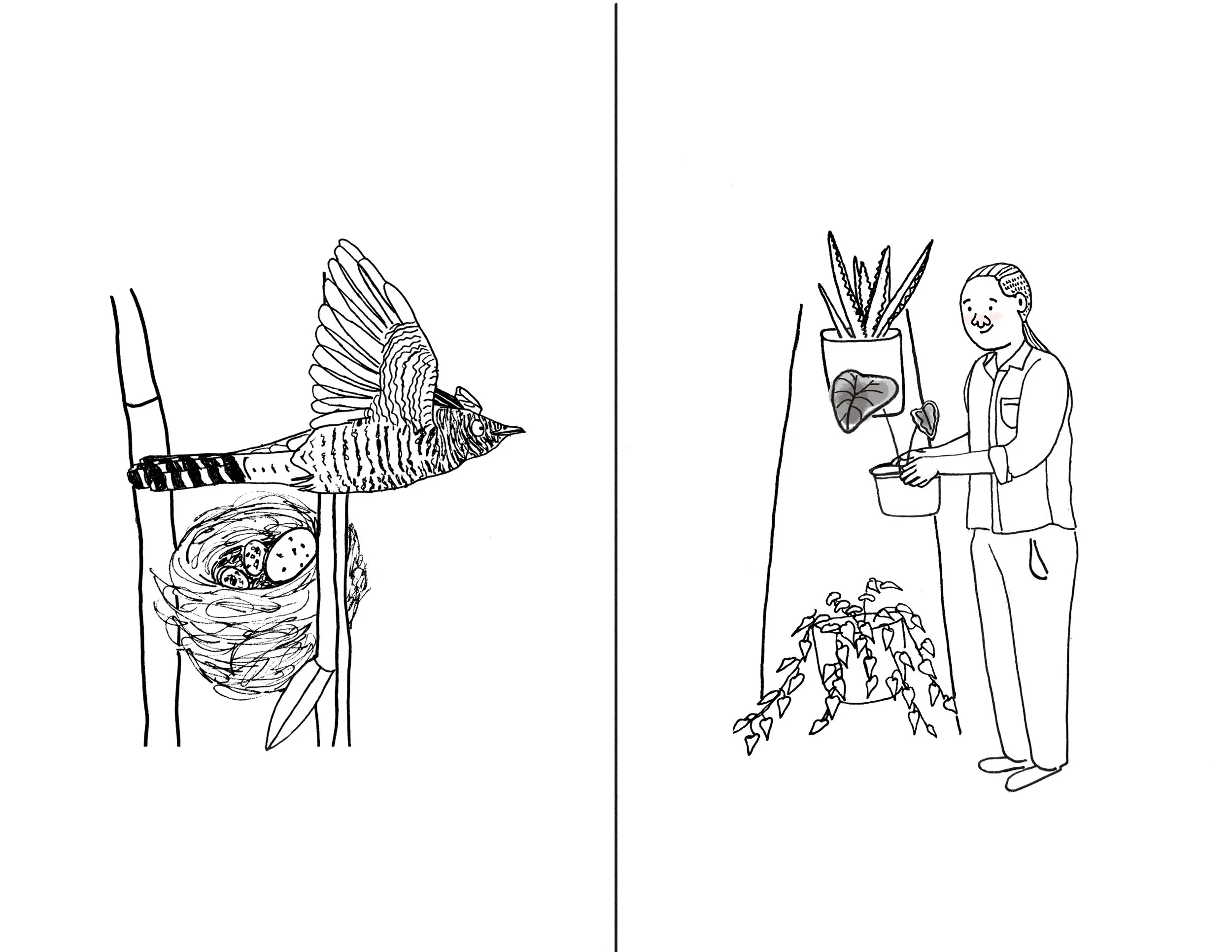 The common cuckoo, Cuculus canorus, which lives across Europe and Asia, lays its eggs in other birds' nests, like this Reed Warbler's, so it can pass off the responsibility of caring for it -- similar to me placing my houseplants among my housemate's