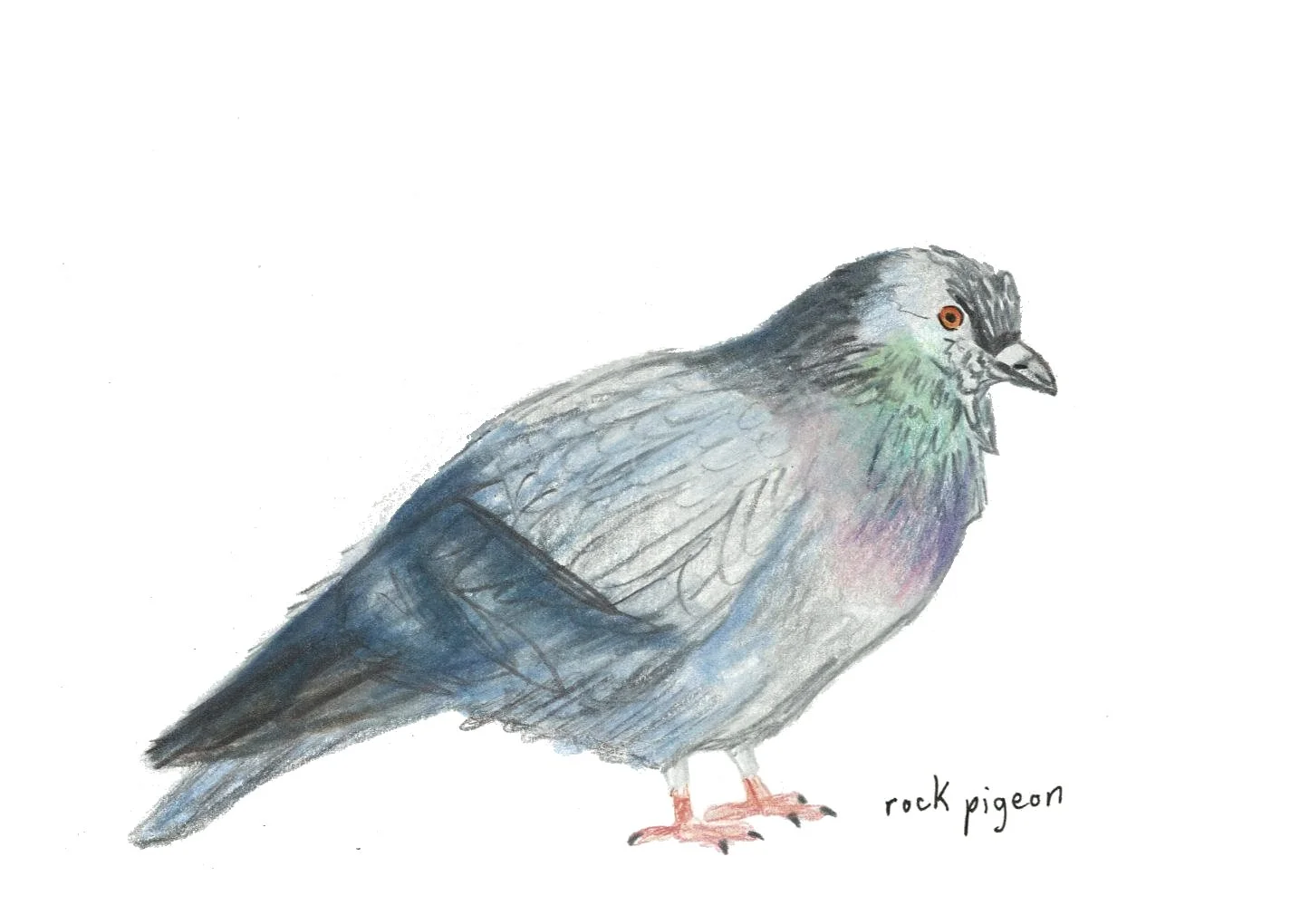 scan of colored pencil on paper