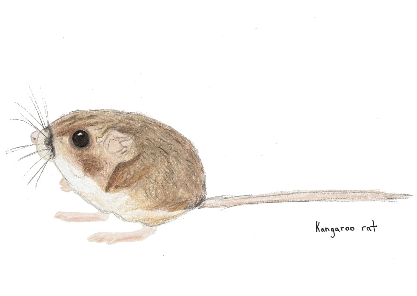 scan of colored pencil on paper