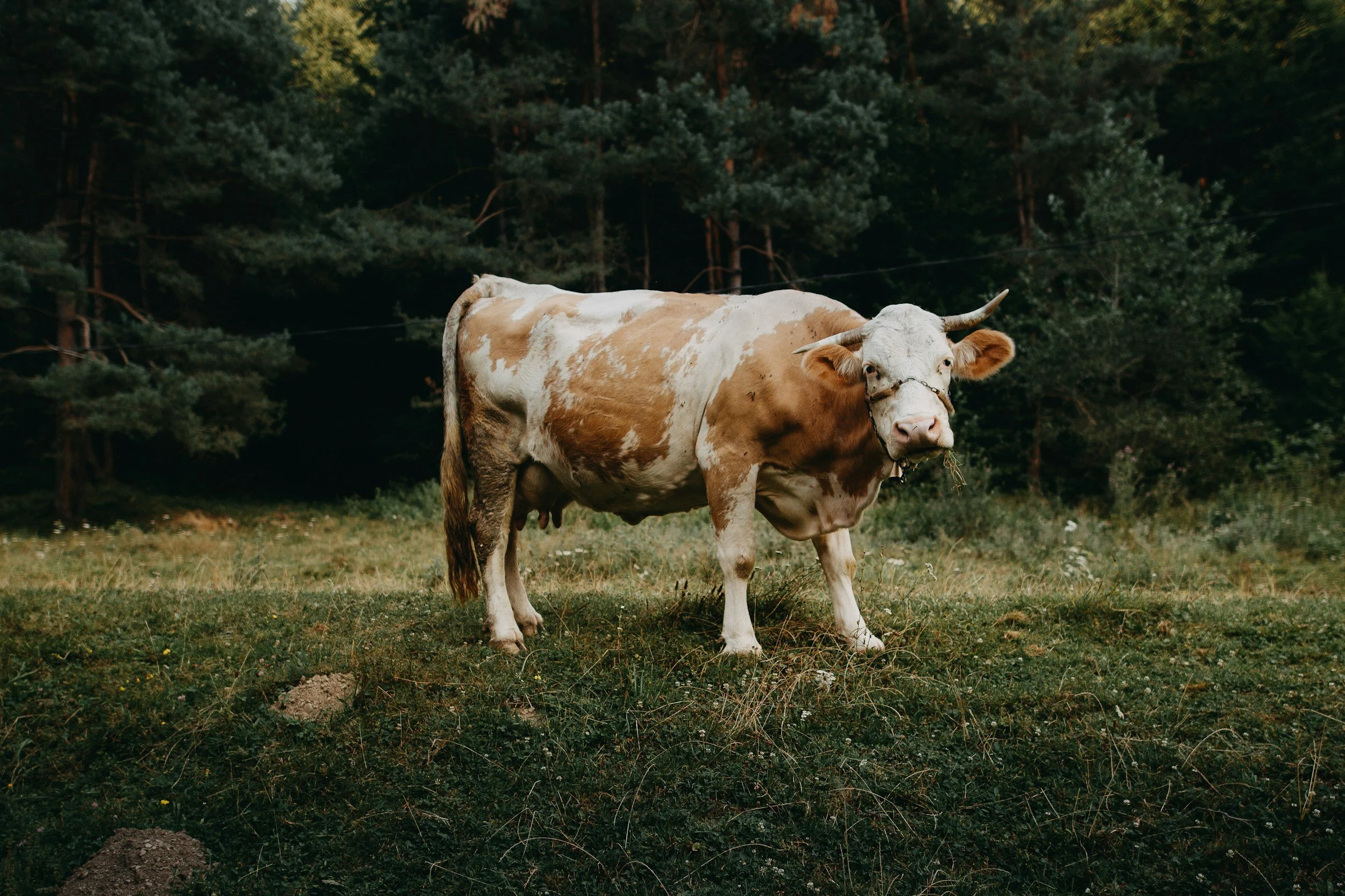 A cow with a white and brown coat standing on grassy land with a forest background.