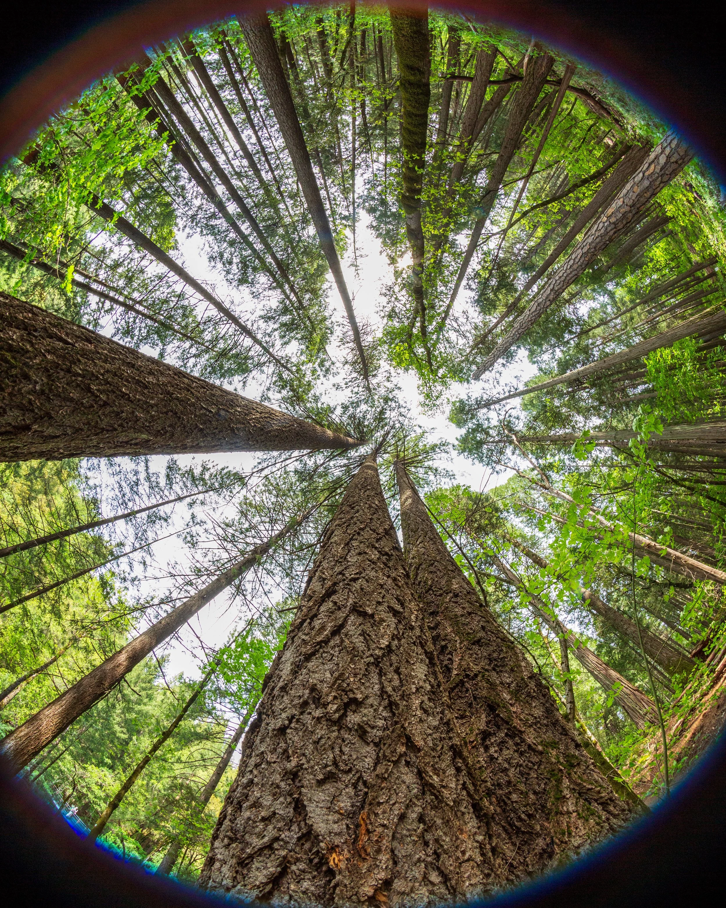 tree_3.jpg