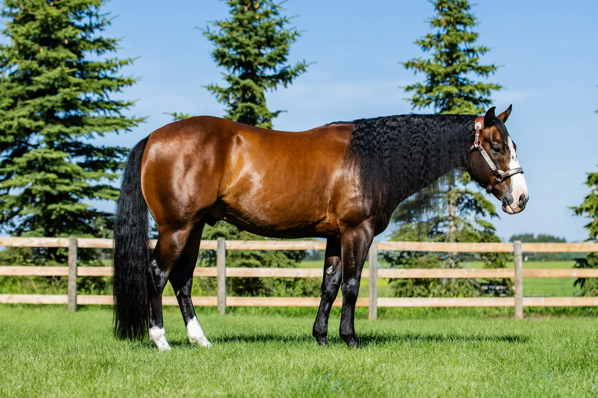 Picture by Rein Equine Marketing, Capones Gotta Gun - Owned by Brett S.