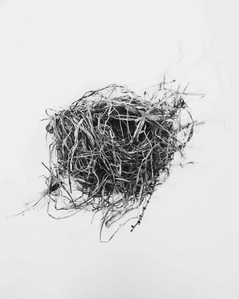 Nest, A Poem for the Abject II