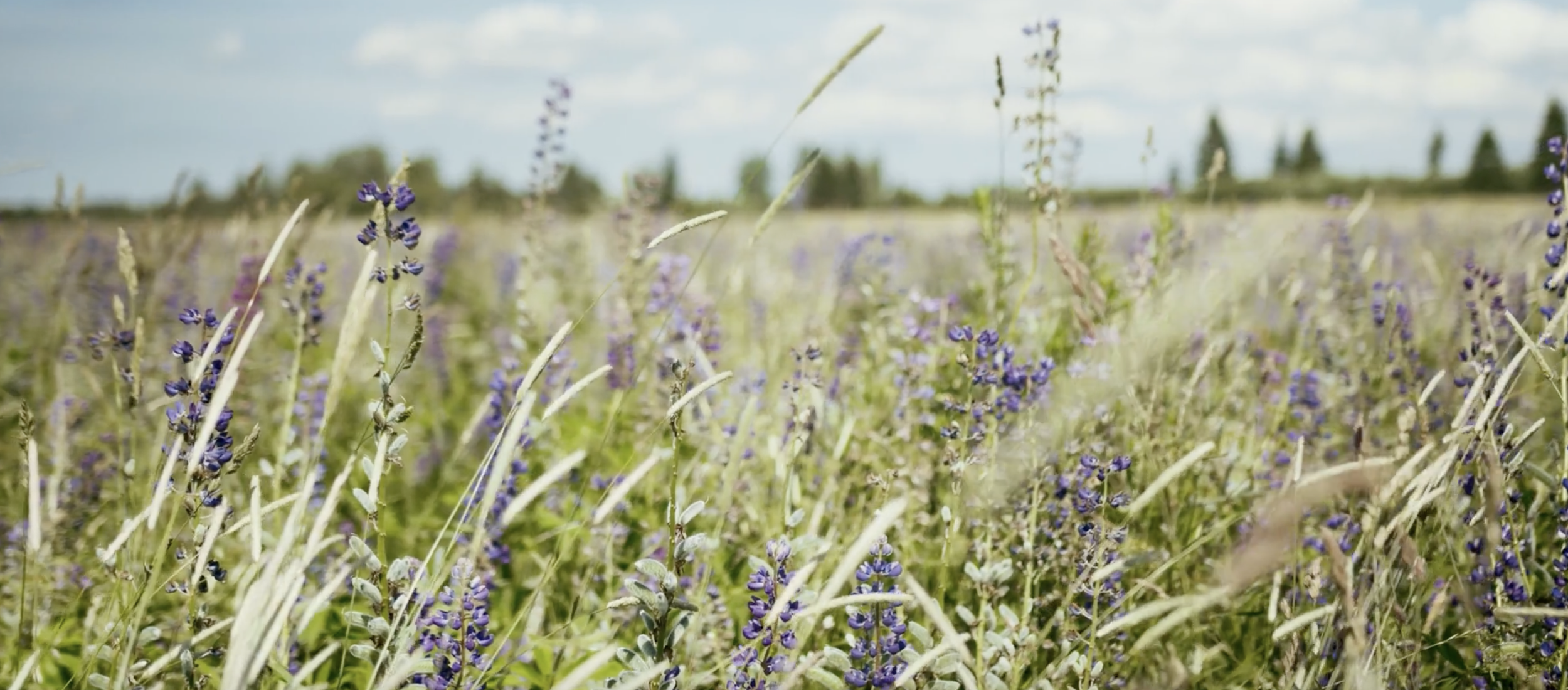 Screenshot 2025-03-18 at 12.45.42 PM.png