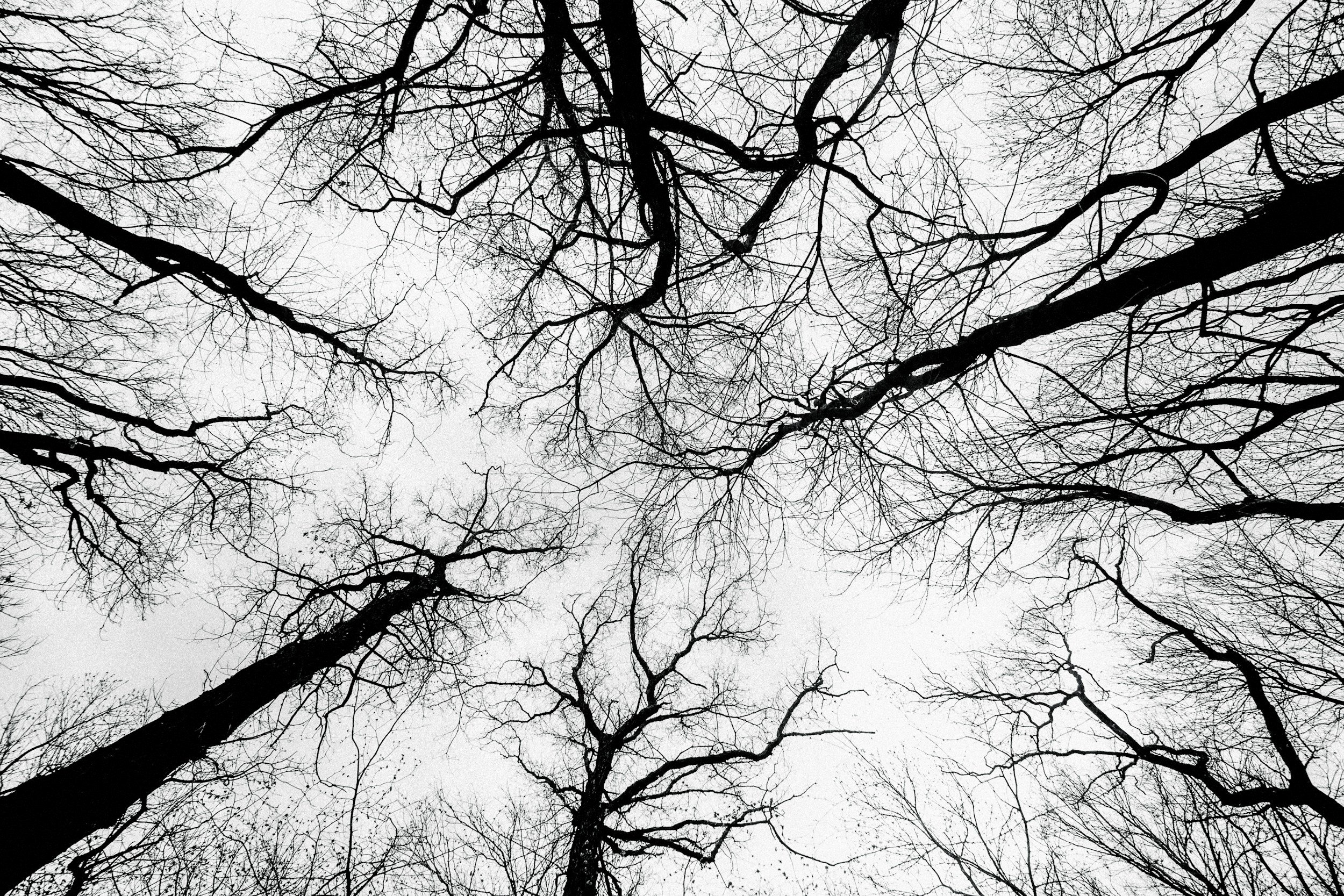 nervous system