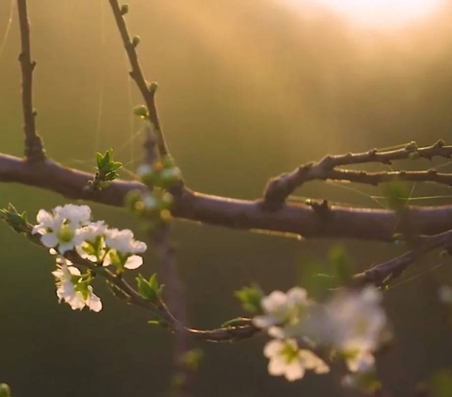 Osiris - Mobile Fallback Image.JPG