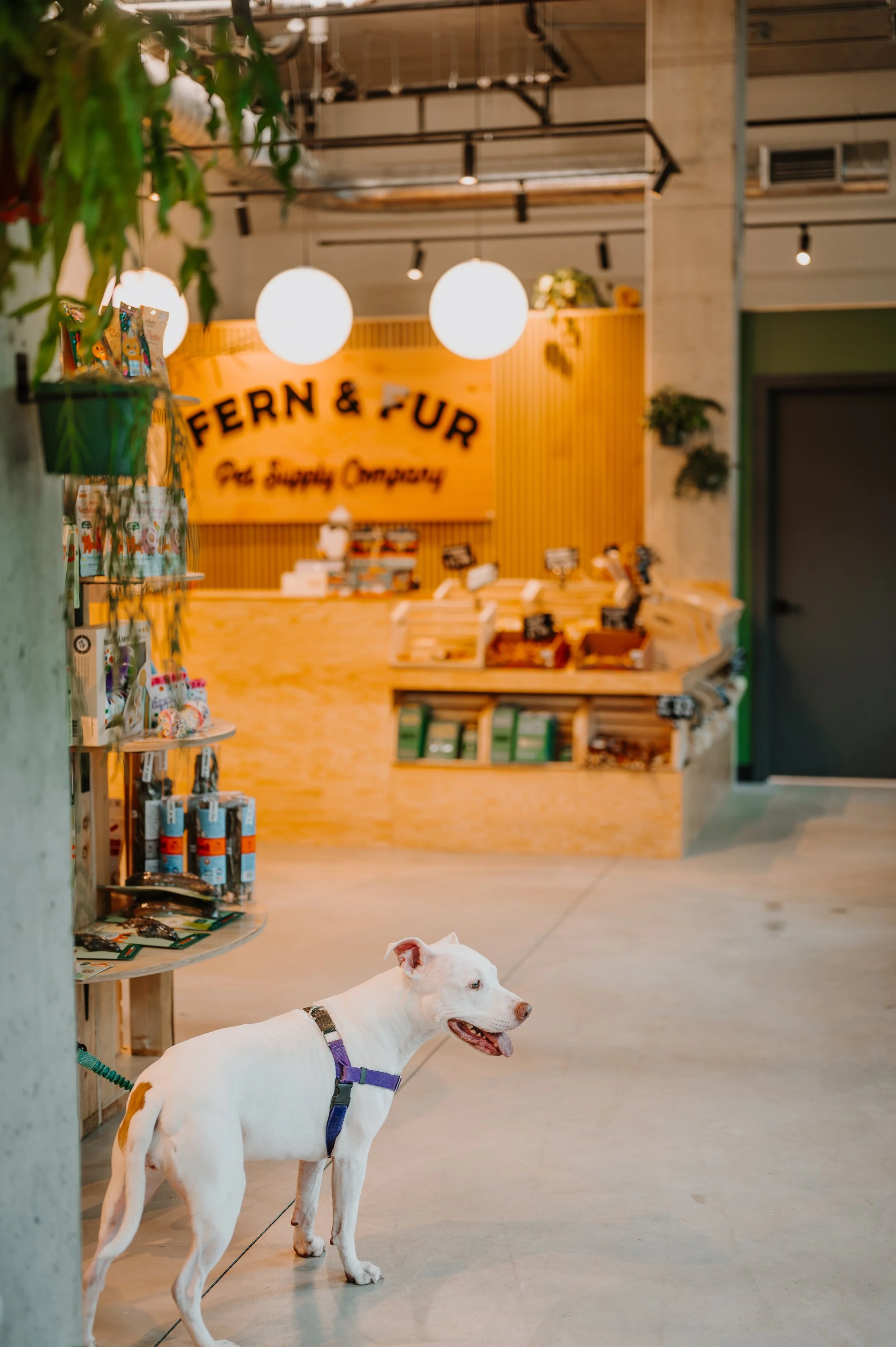 Fern&Fur_1.jpg