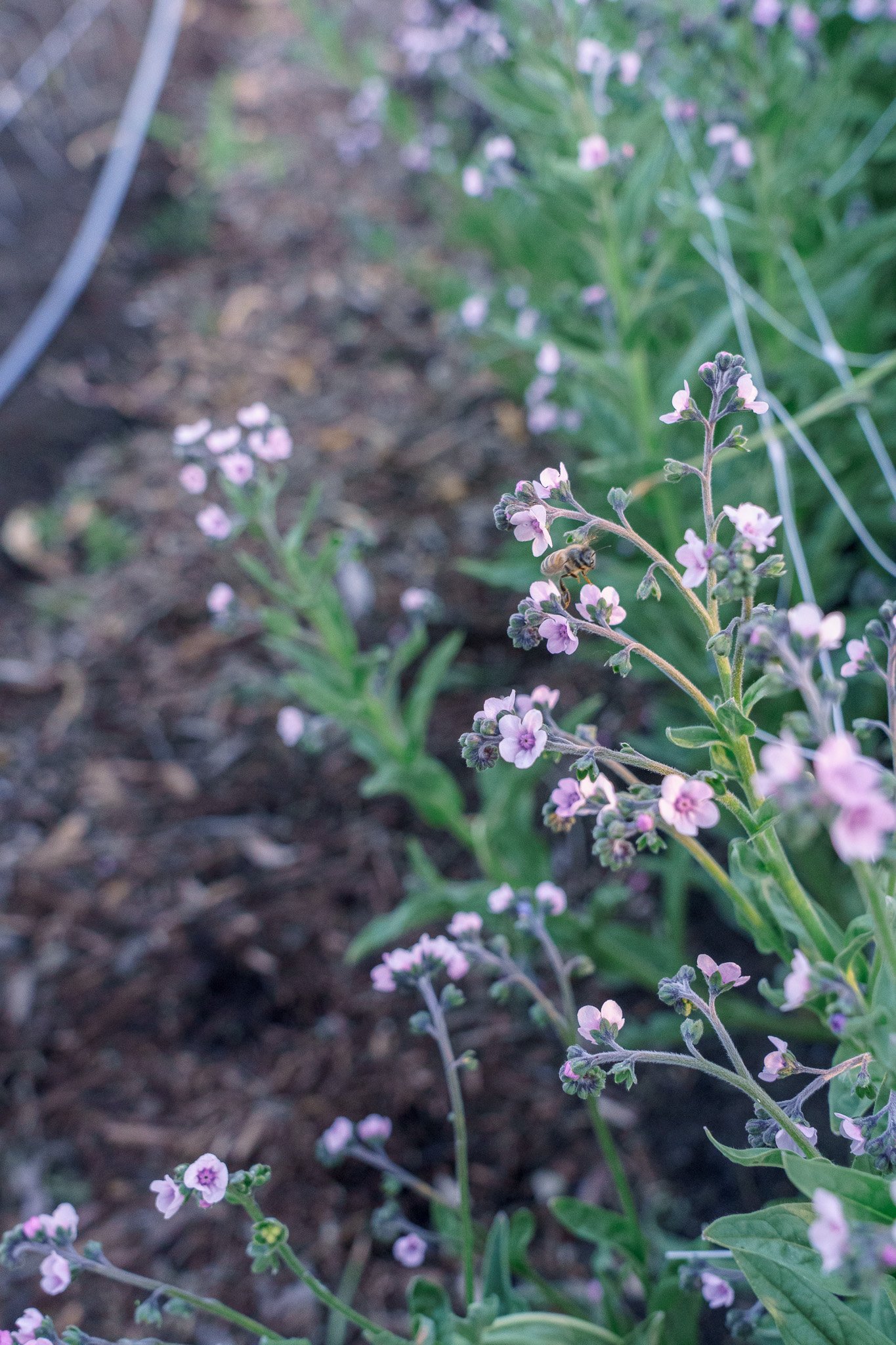 See the little bee on these forget-me-nots?