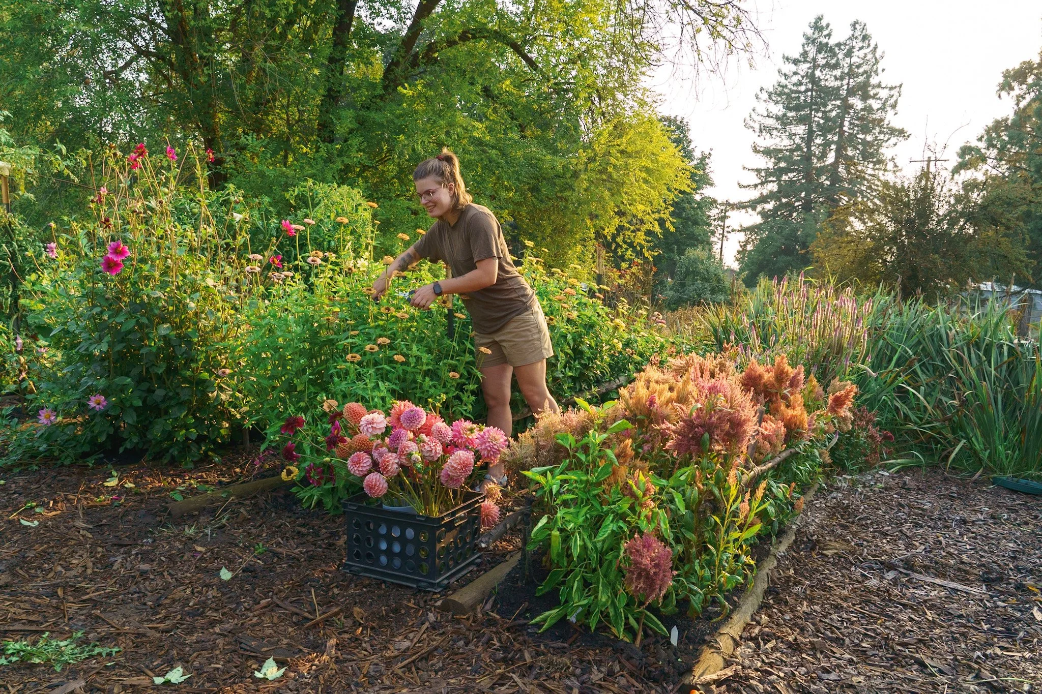 Backyard Cut Flower Garden: How to Grow Your Own Bouquets