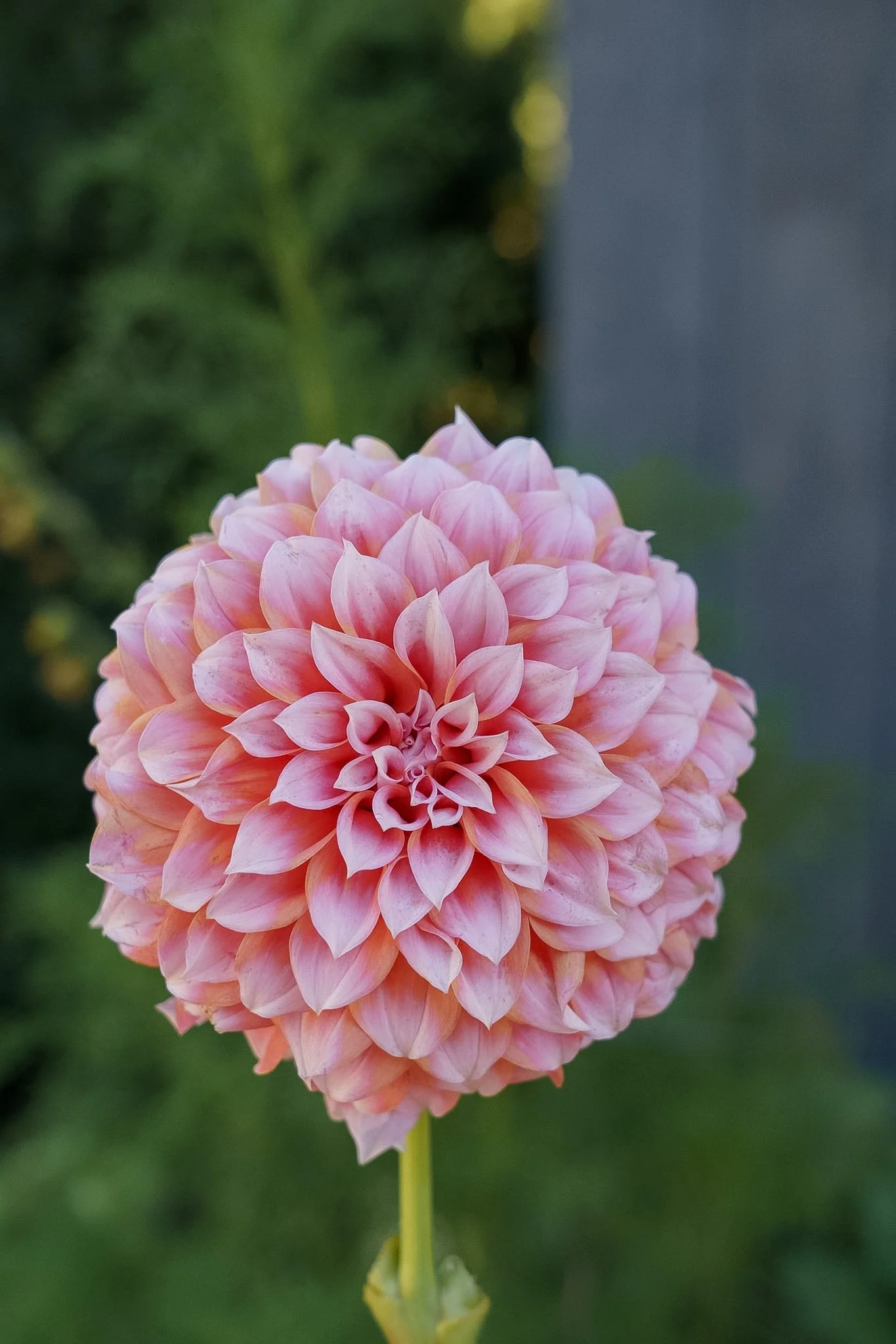 DSC08111.jpg