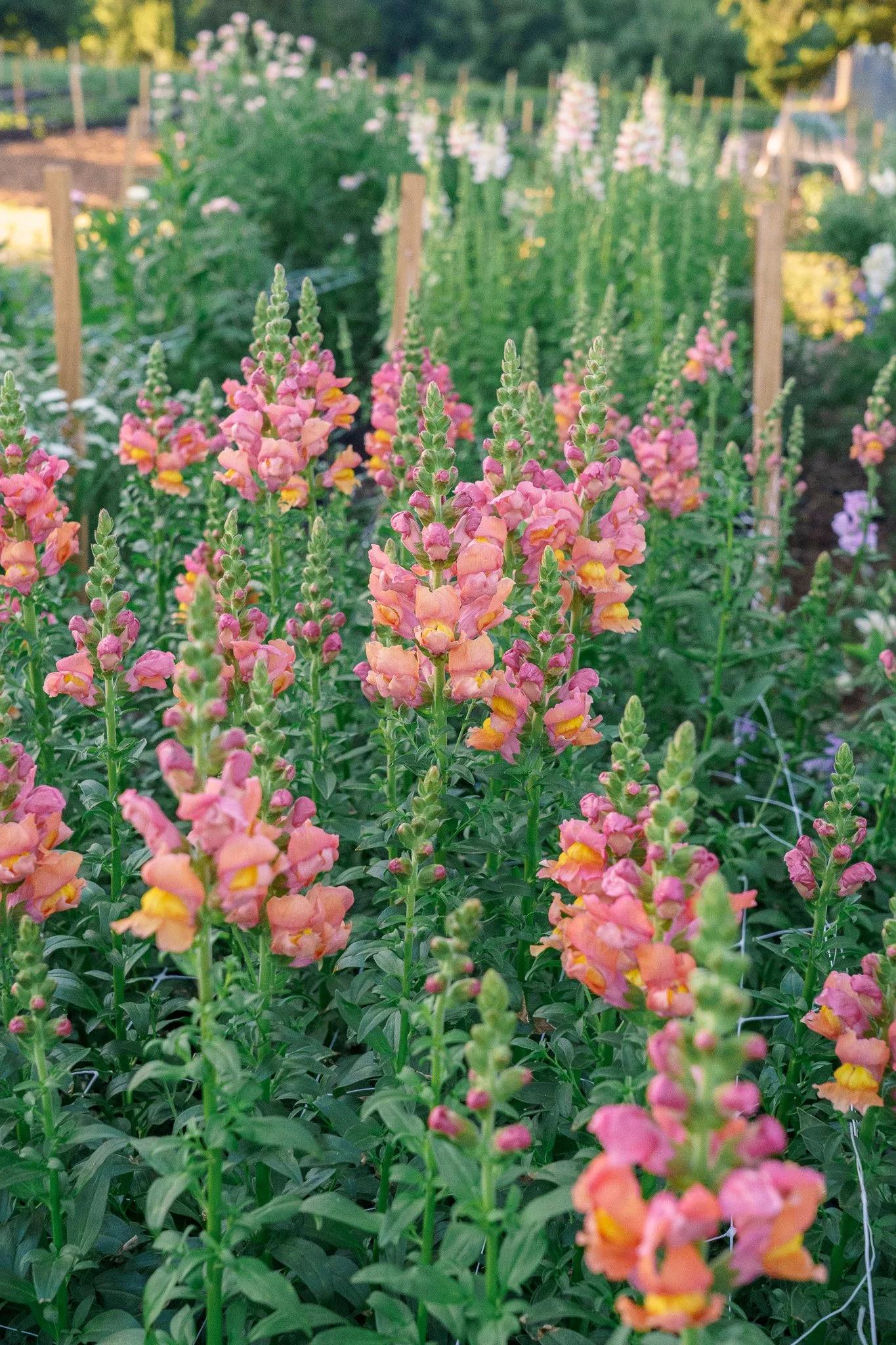 Sunset perfection in these snapdragons