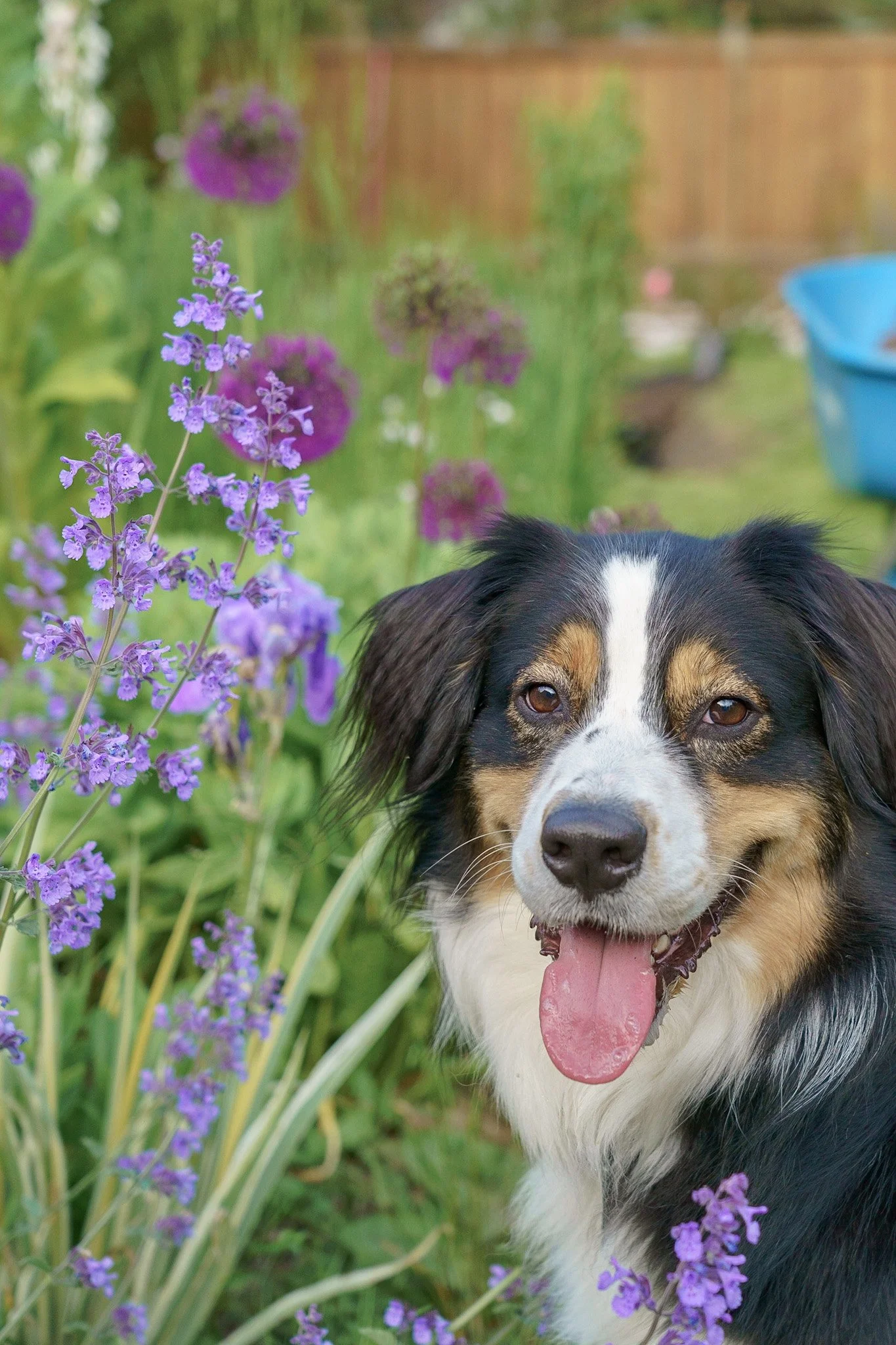 A happy black and white dog with brown markings, sticking out its tongue, standing in a garden next to purple flowers with a blurred background.