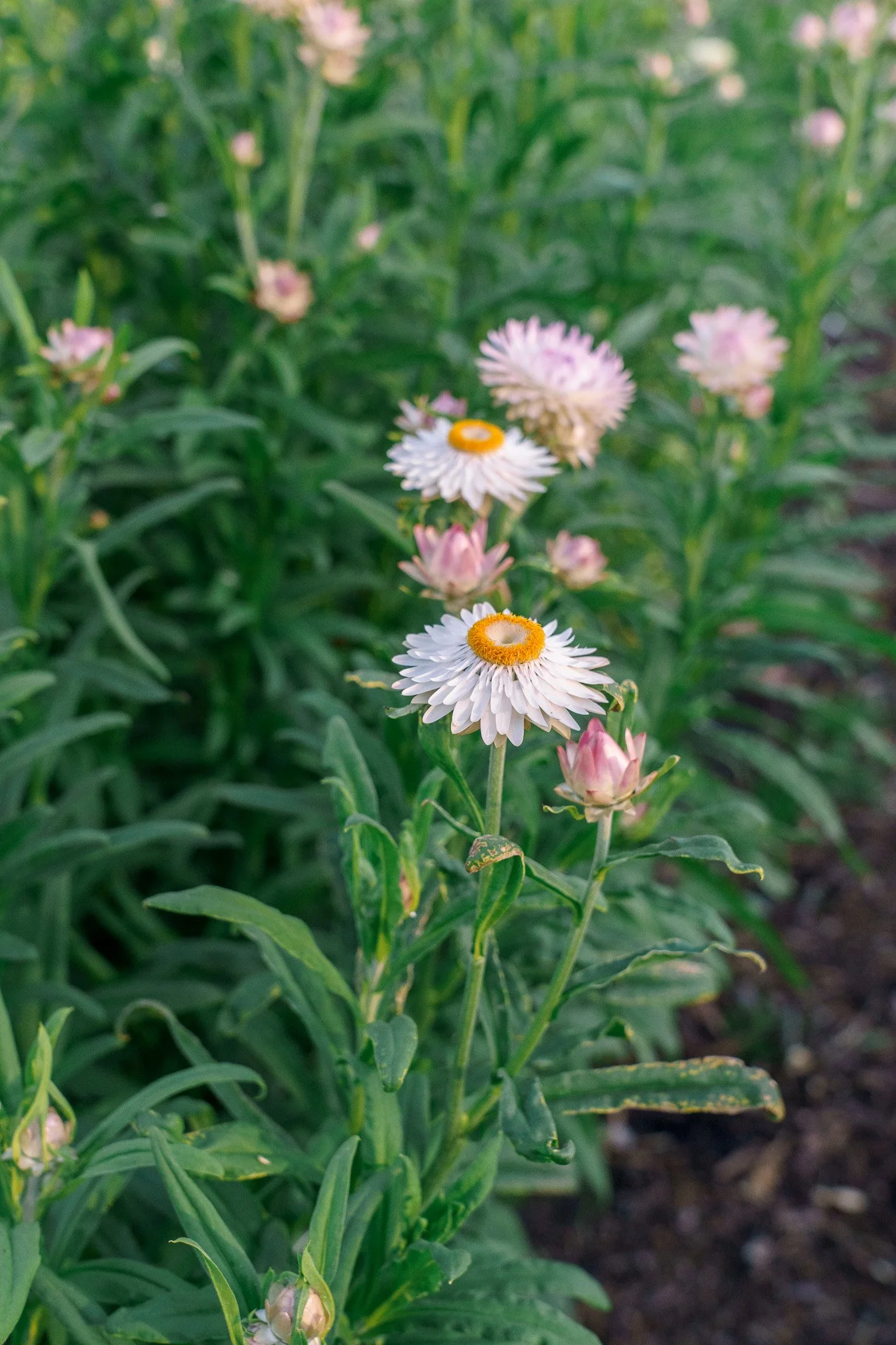 Strawflower, another favorite dried flower