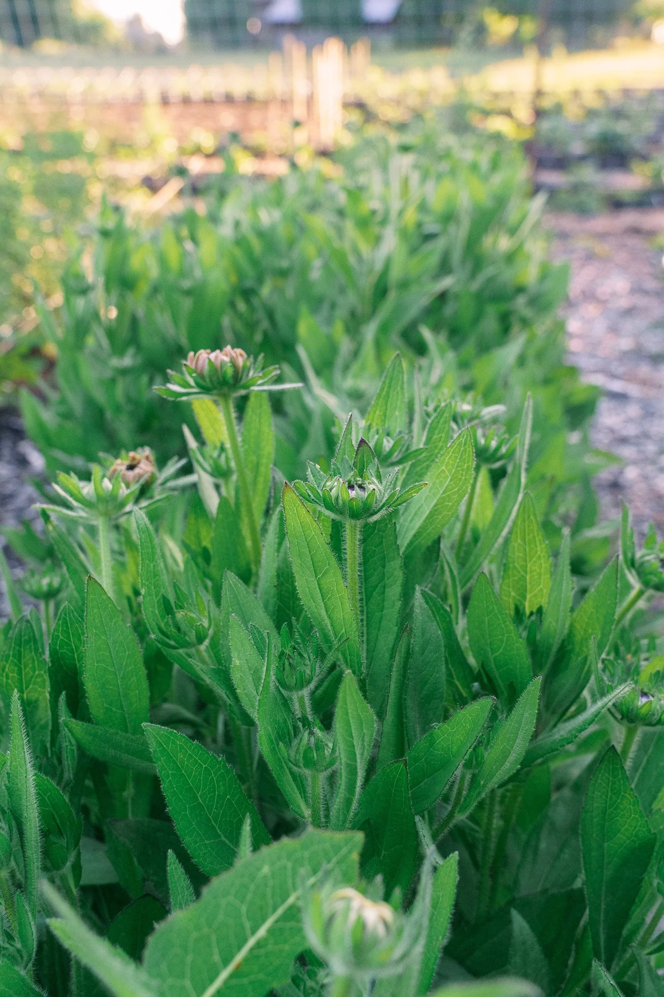 Rudbeckia about to burst into bloom