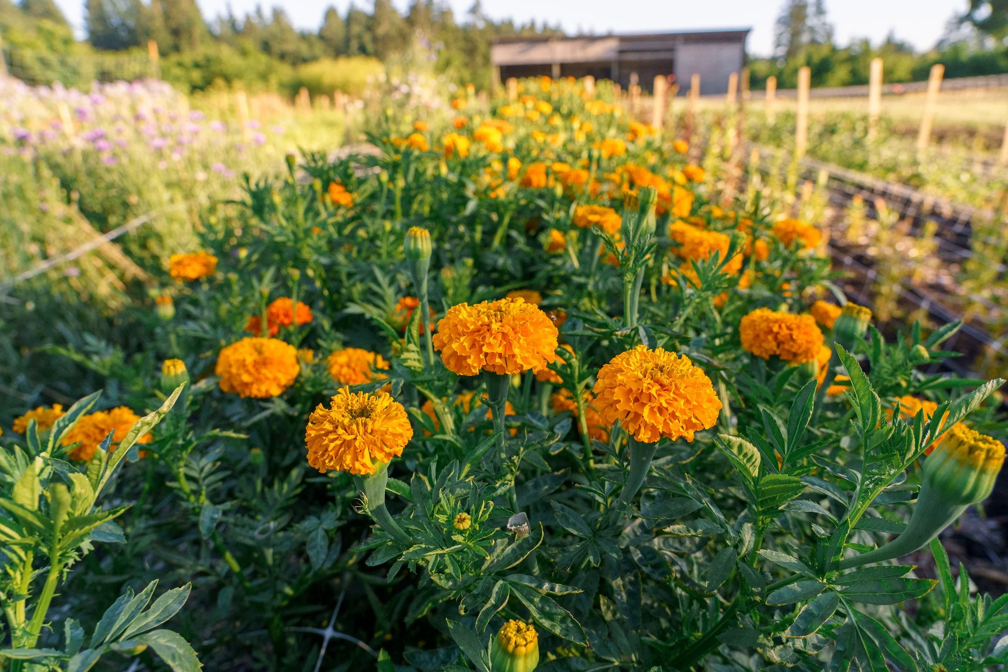 The cheeriest orange marigolds!