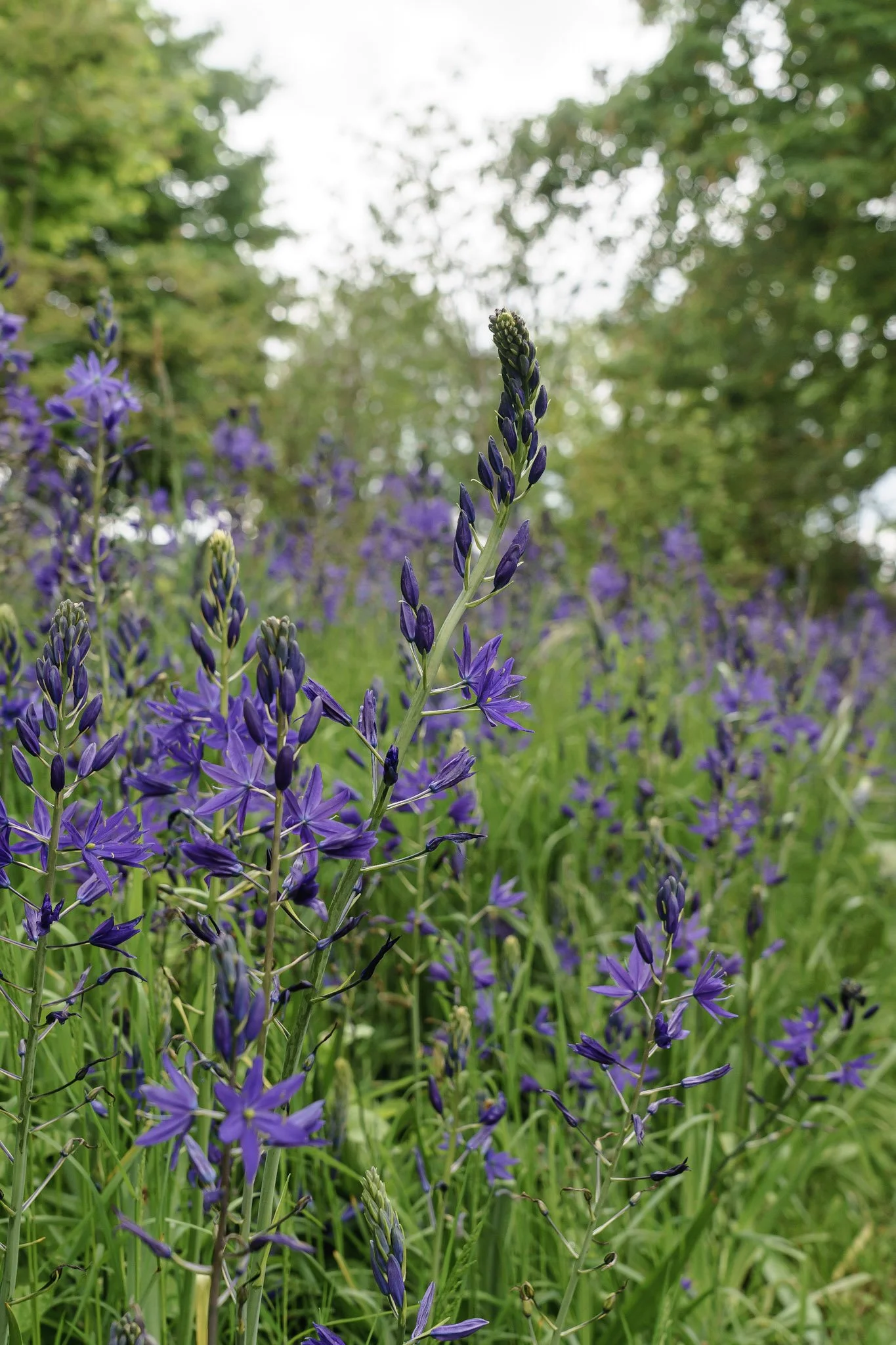 Where to Find Wildflowers in Champoeg, Oregon