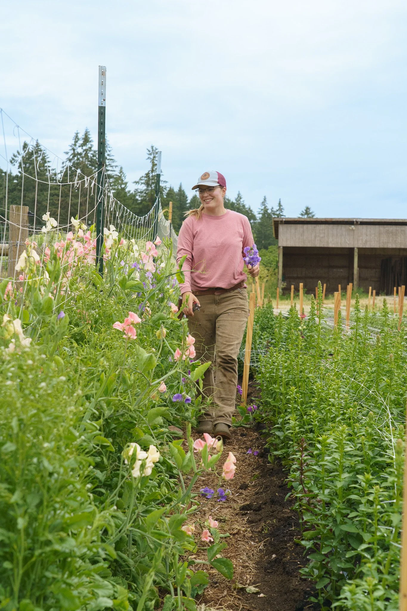 This row of sweet peas smells incredible!