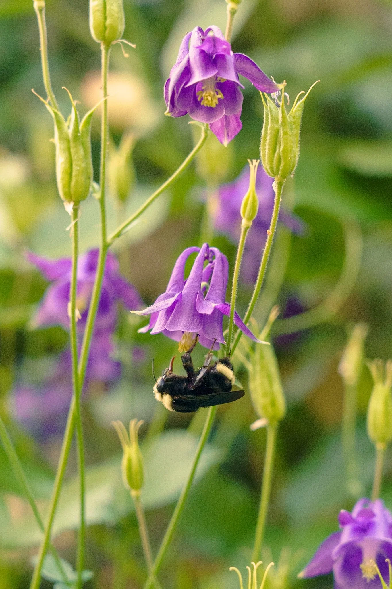 A close-up of purple flowers with a black and yellow bumblebee hanging upside down on one of the flowers.