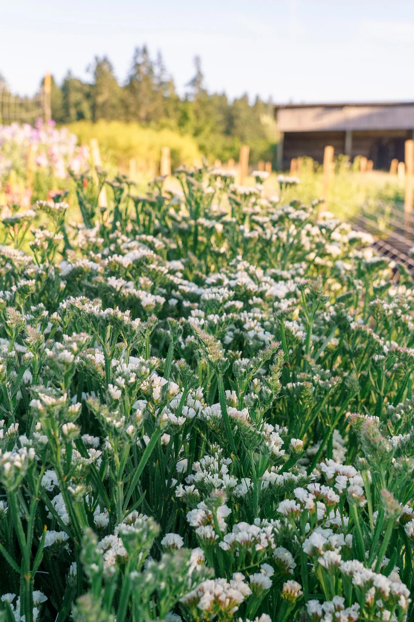 Statice, a great flower for drying