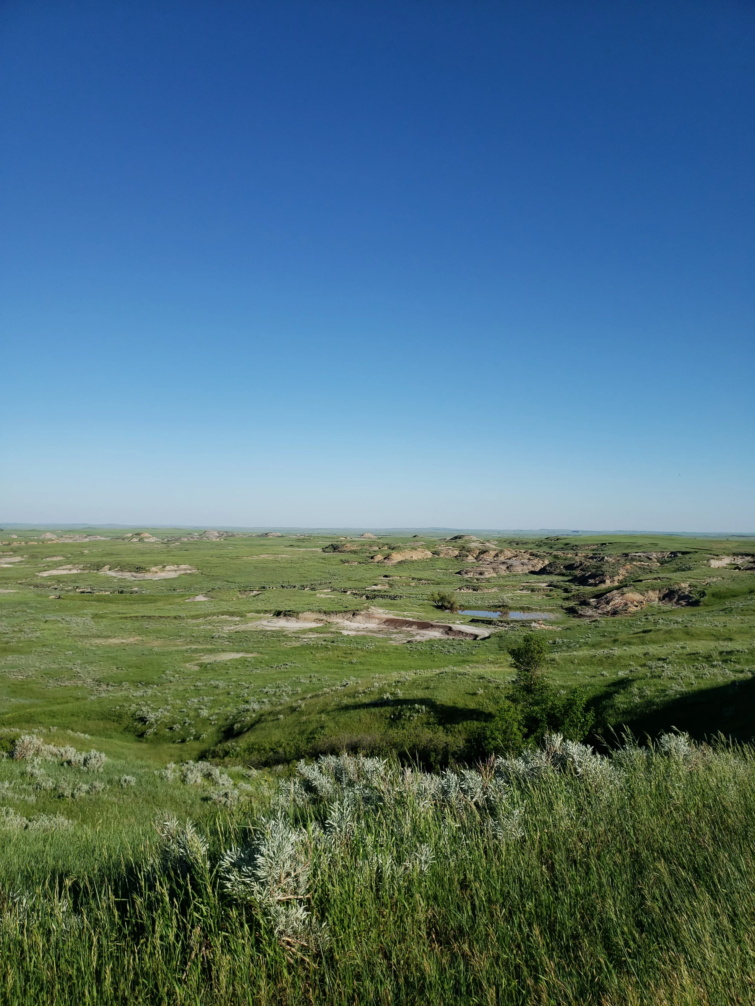 A wide view of a grassy plain with rolling hills and sparse vegetation under a clear blue sky.
