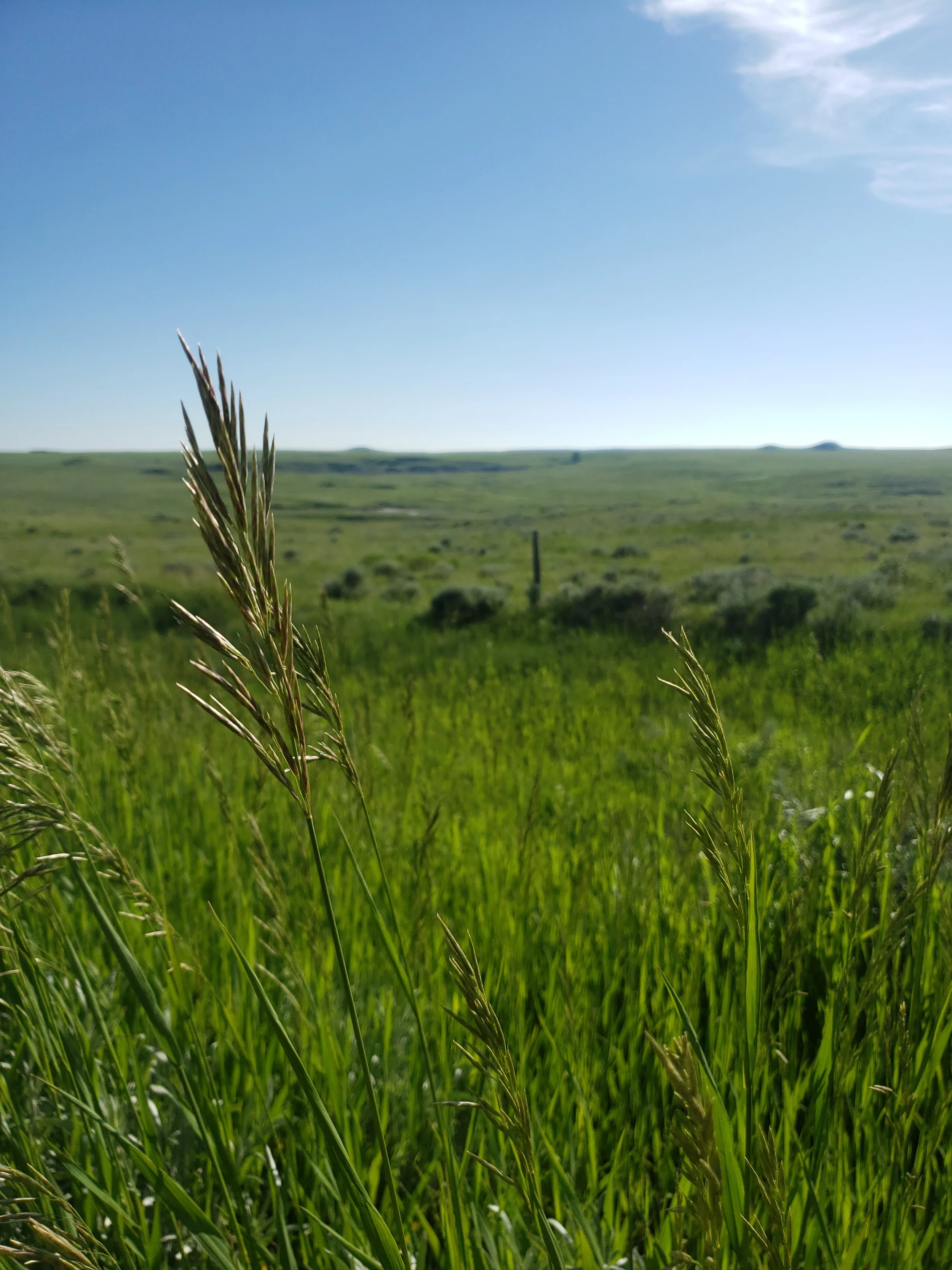A grassy green field with a few scattered shrubs under a clear blue sky.