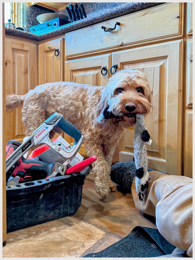 Dog-helperOL.jpg