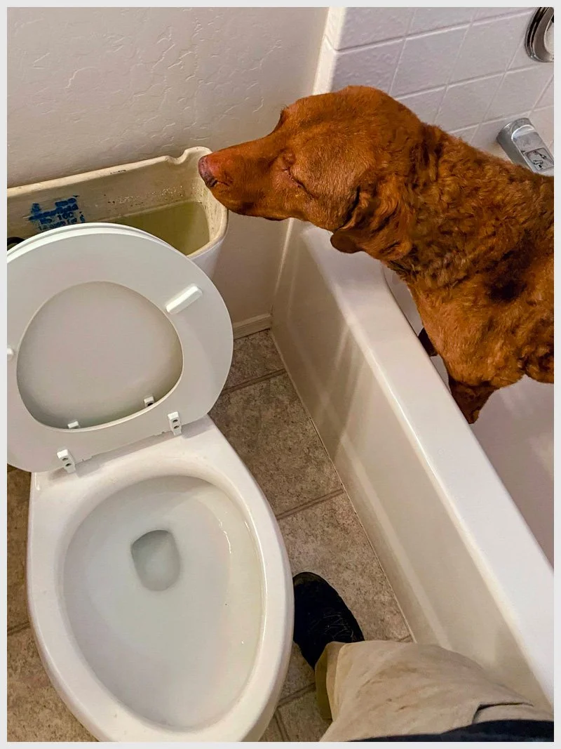 Dog-toilet.jpg