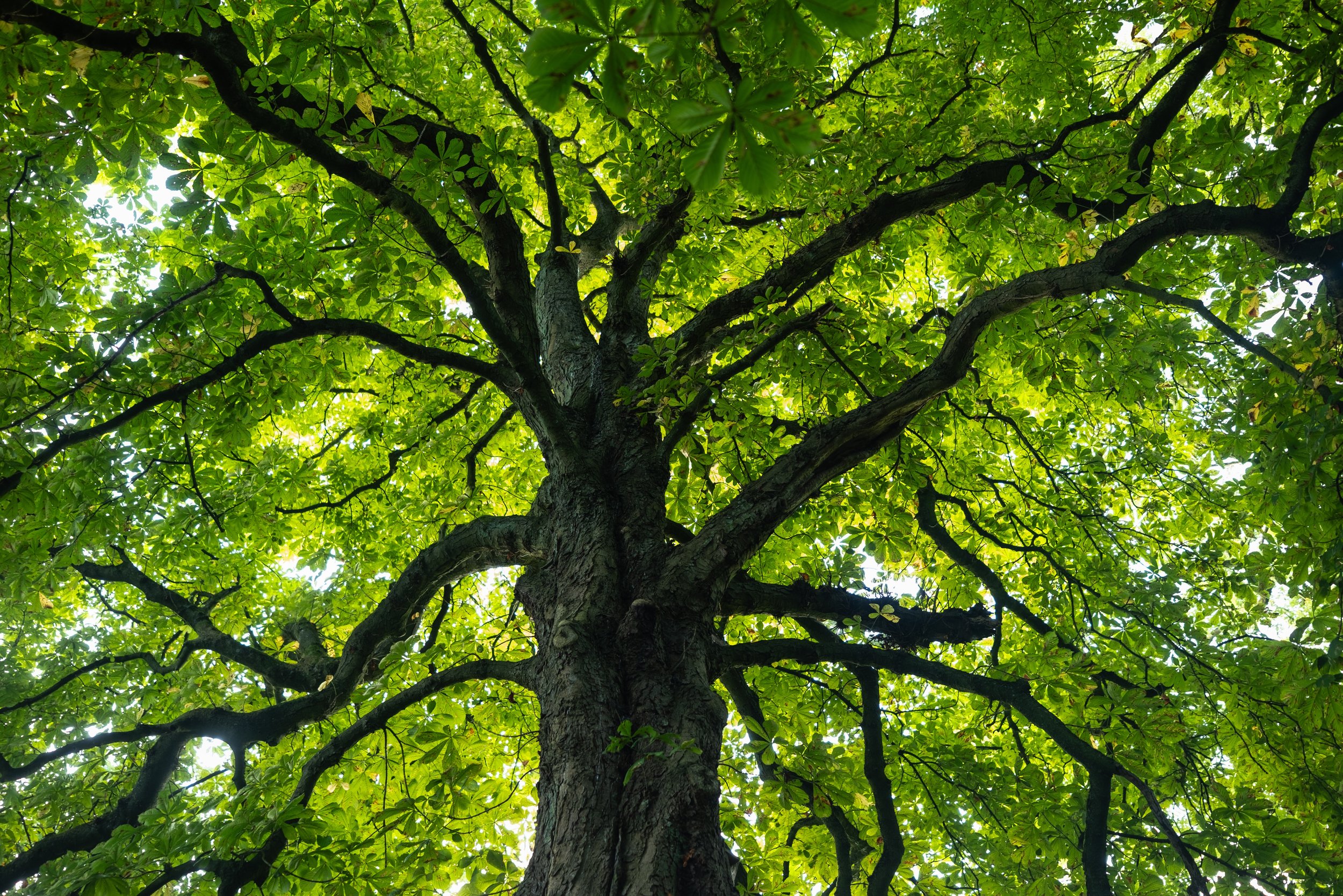 20240818.tree.jpeg