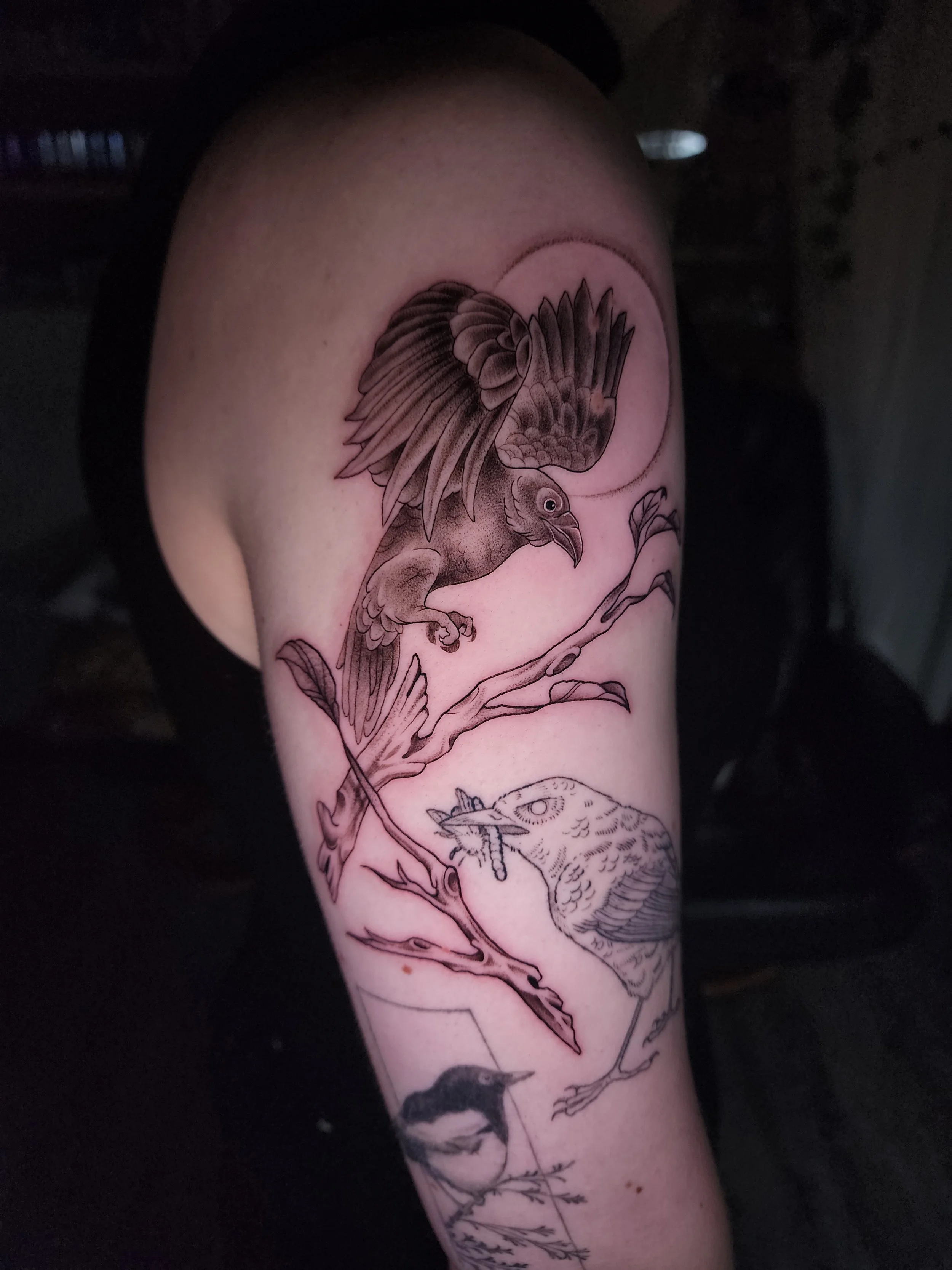 black and grey raven landing on branch