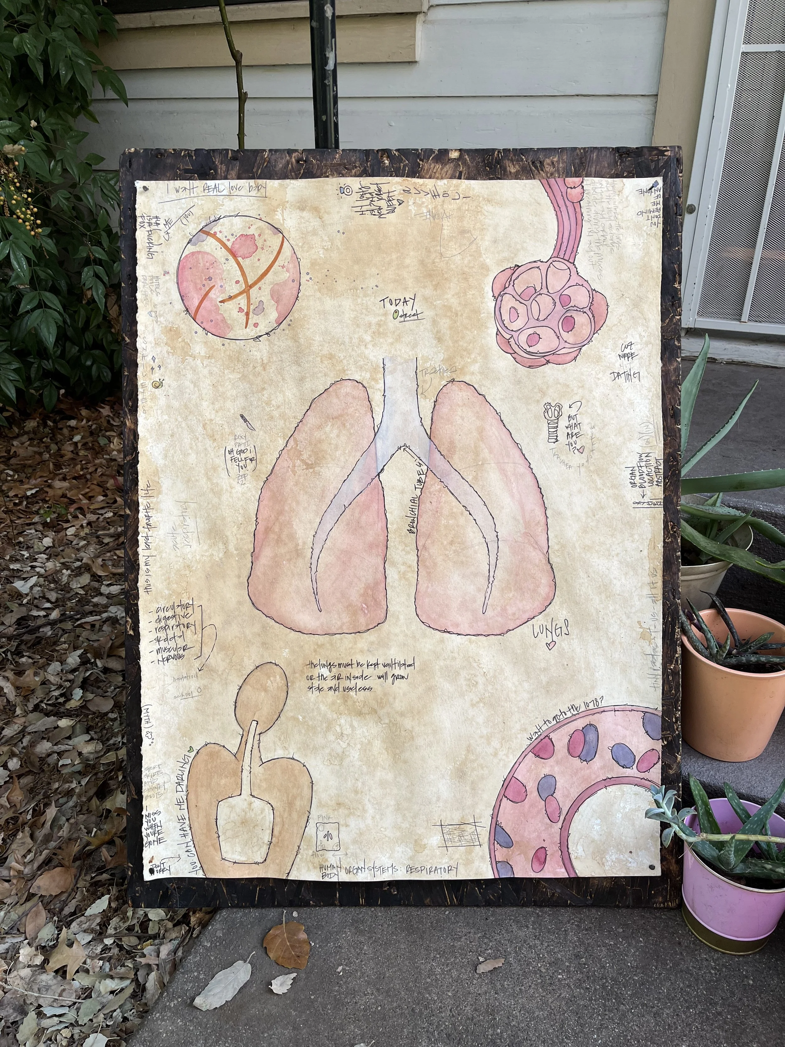 lungs.jpeg