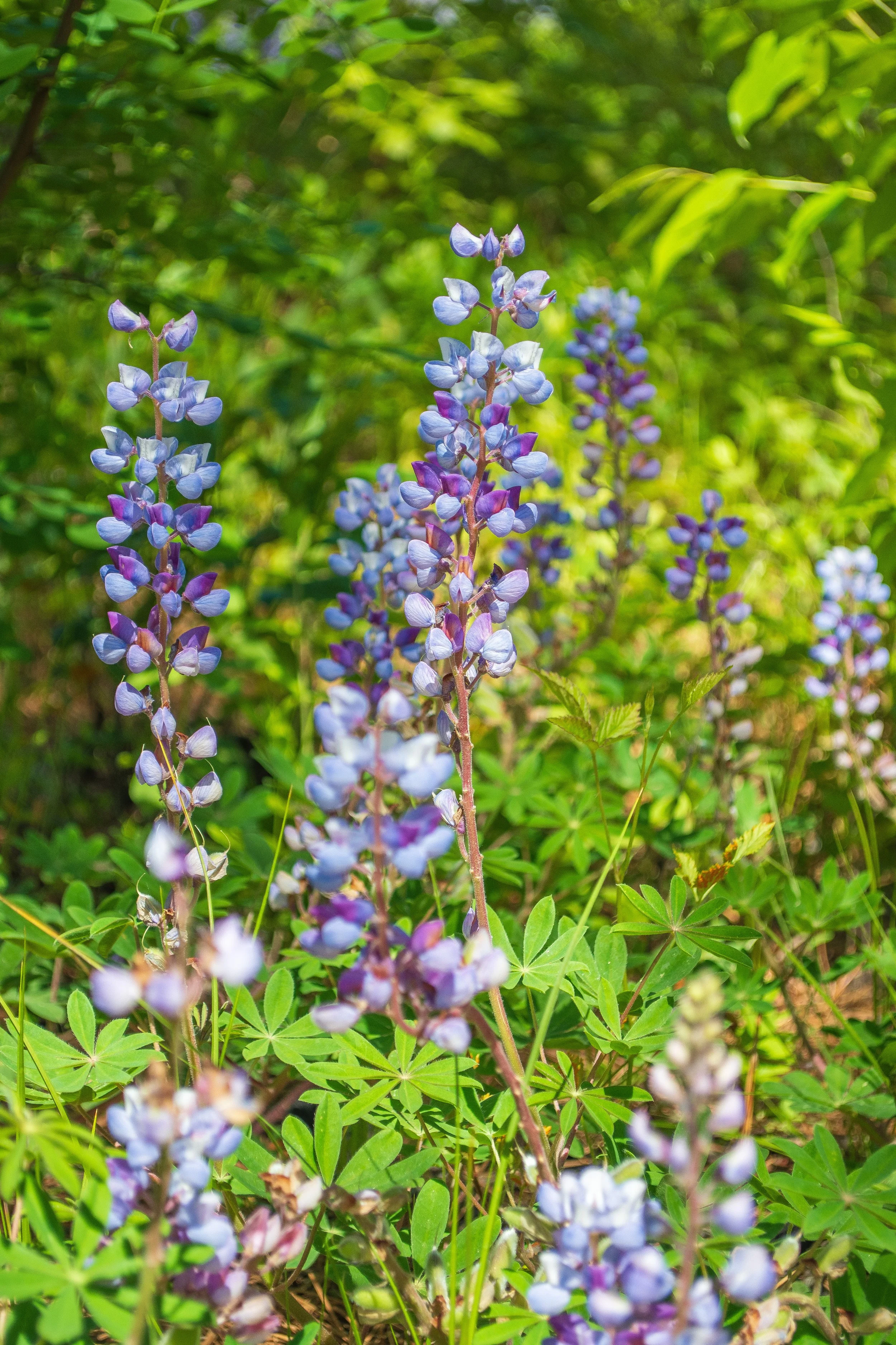 Blue Lupine