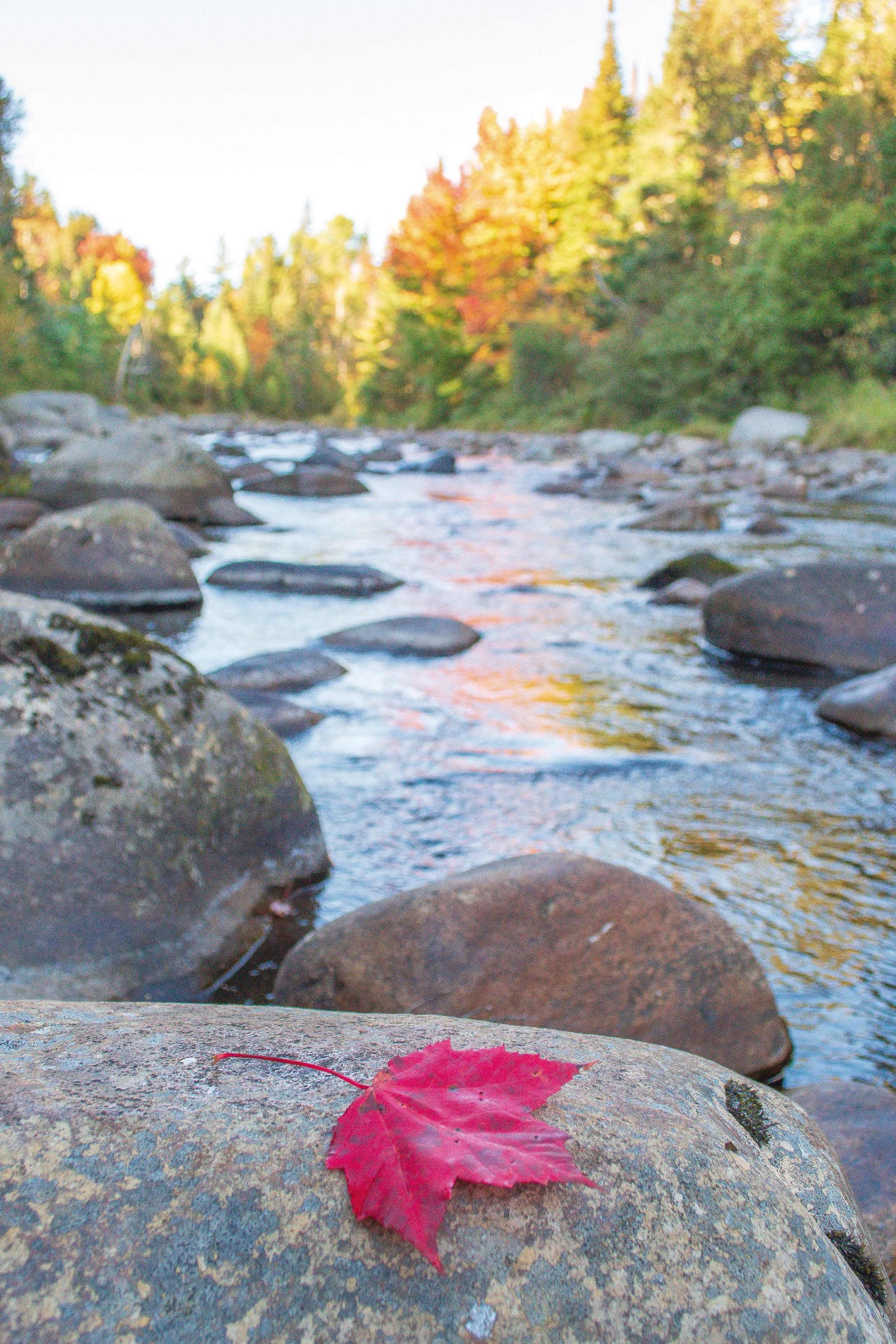 Ausable Maple Leaf