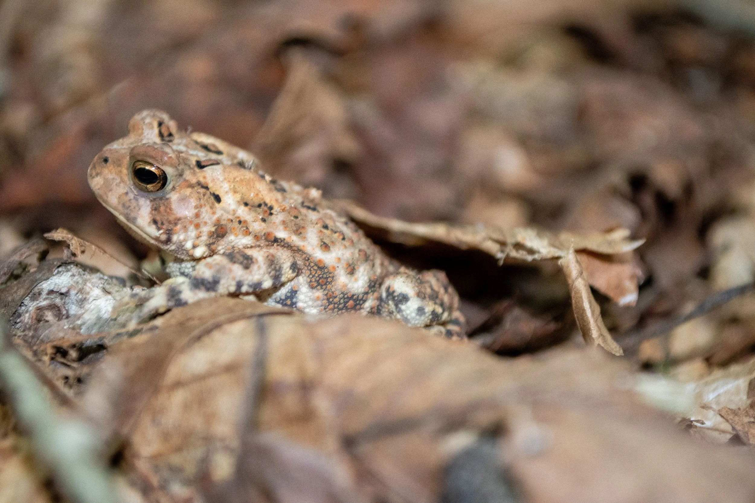 American Toad