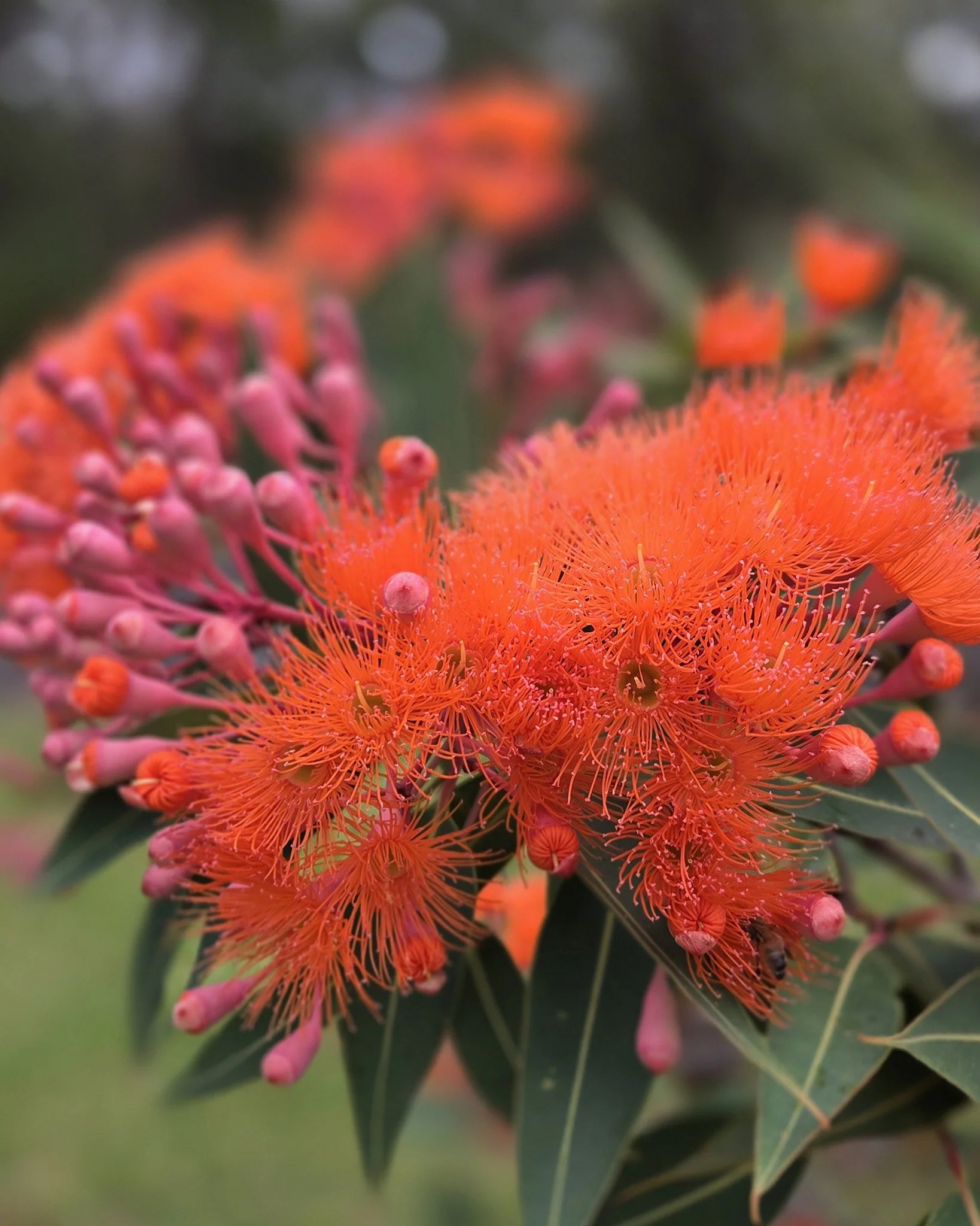 Need some stunning flowering gum? 
Our trees are popping open by the day, red &amp; orange available for pick up &amp; local delivery. Get in quick before they're gone.. &hearts;️🧡
.
.
.
#floweringgum #natives #bees #locallygrown #wollondilly wollon
