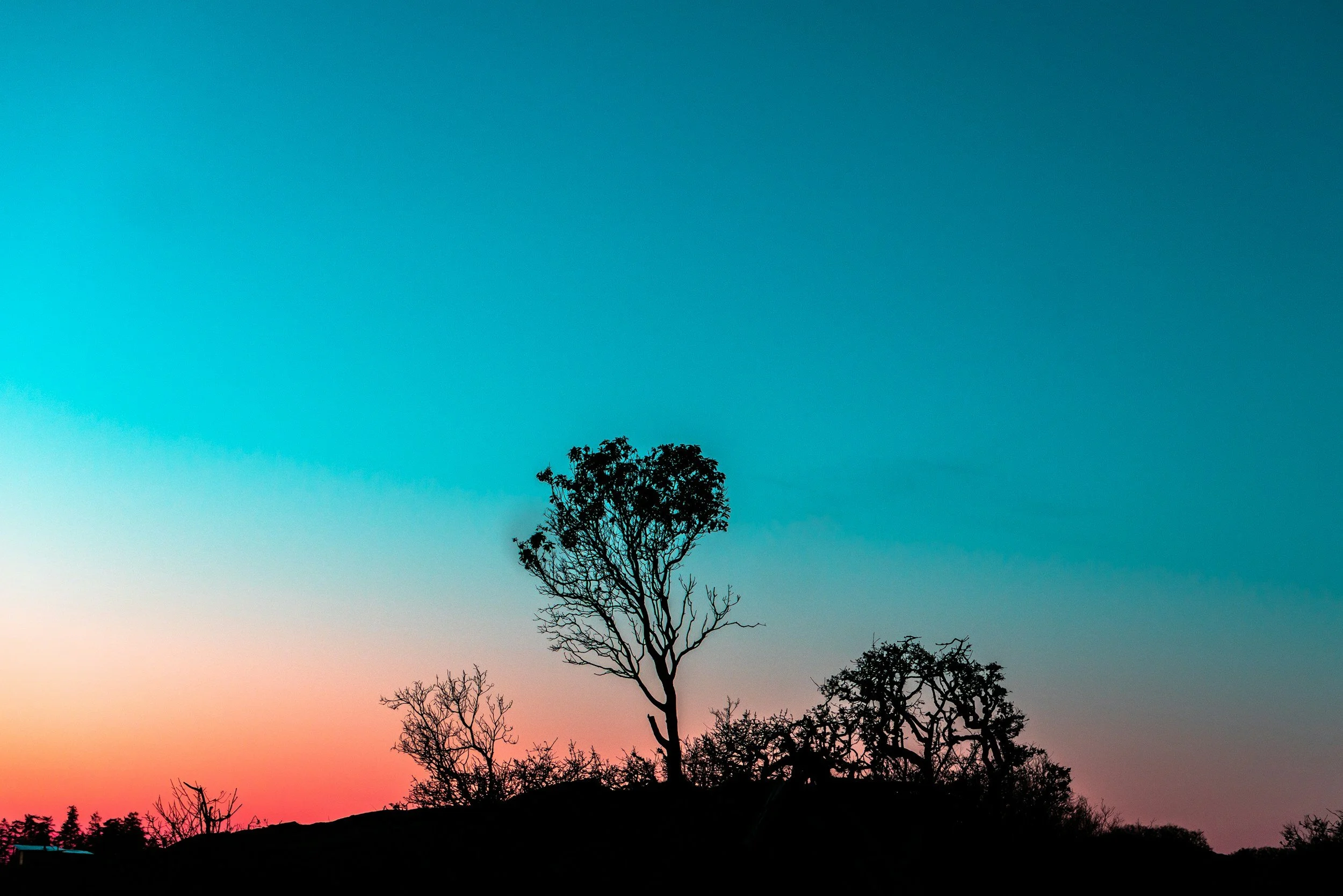 Lone tree silhouette against a vibrant sunset, representing freedom and living life your way